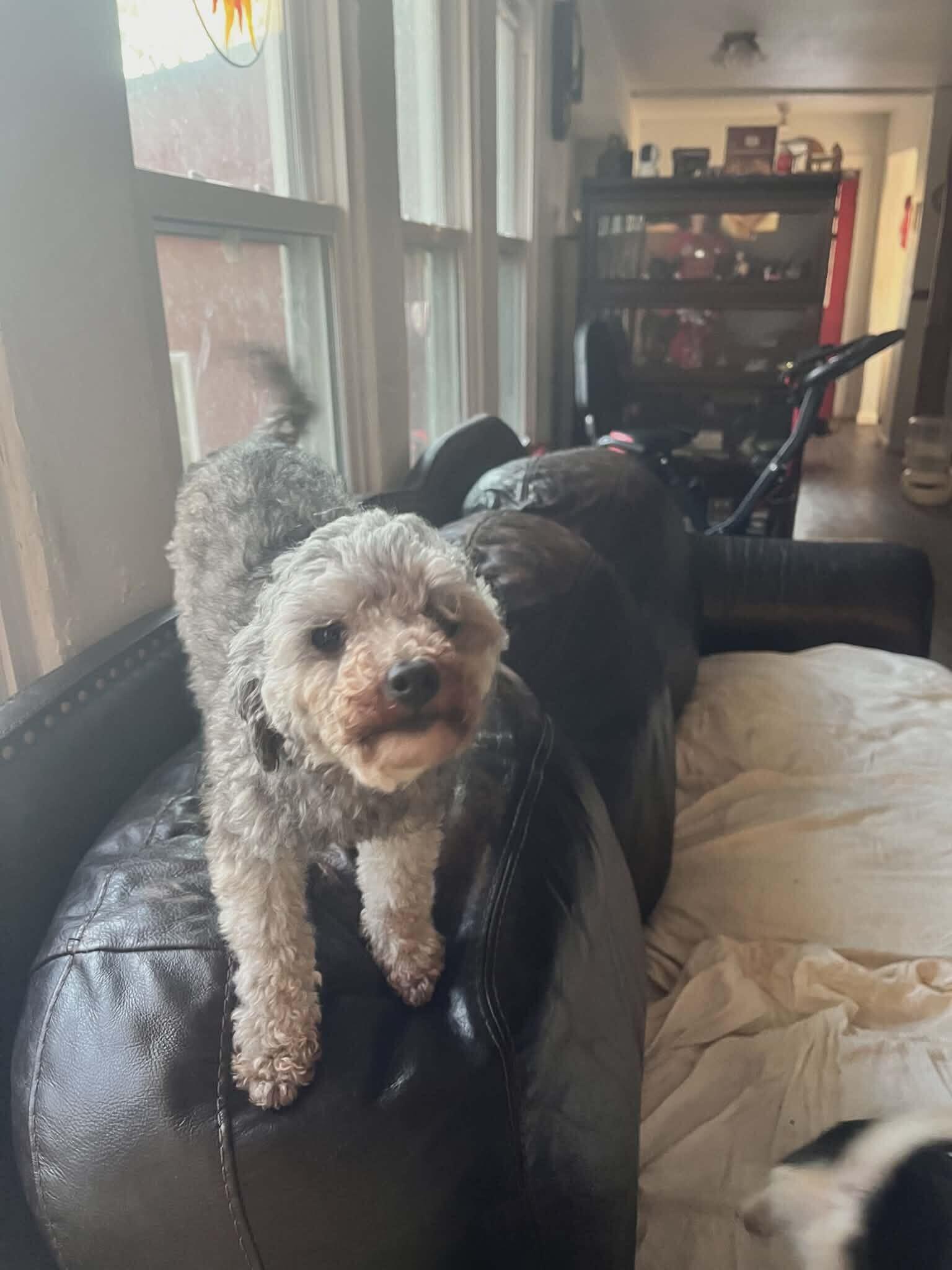 Pixel Mar 26, Adopted, Adult Female Poodle.