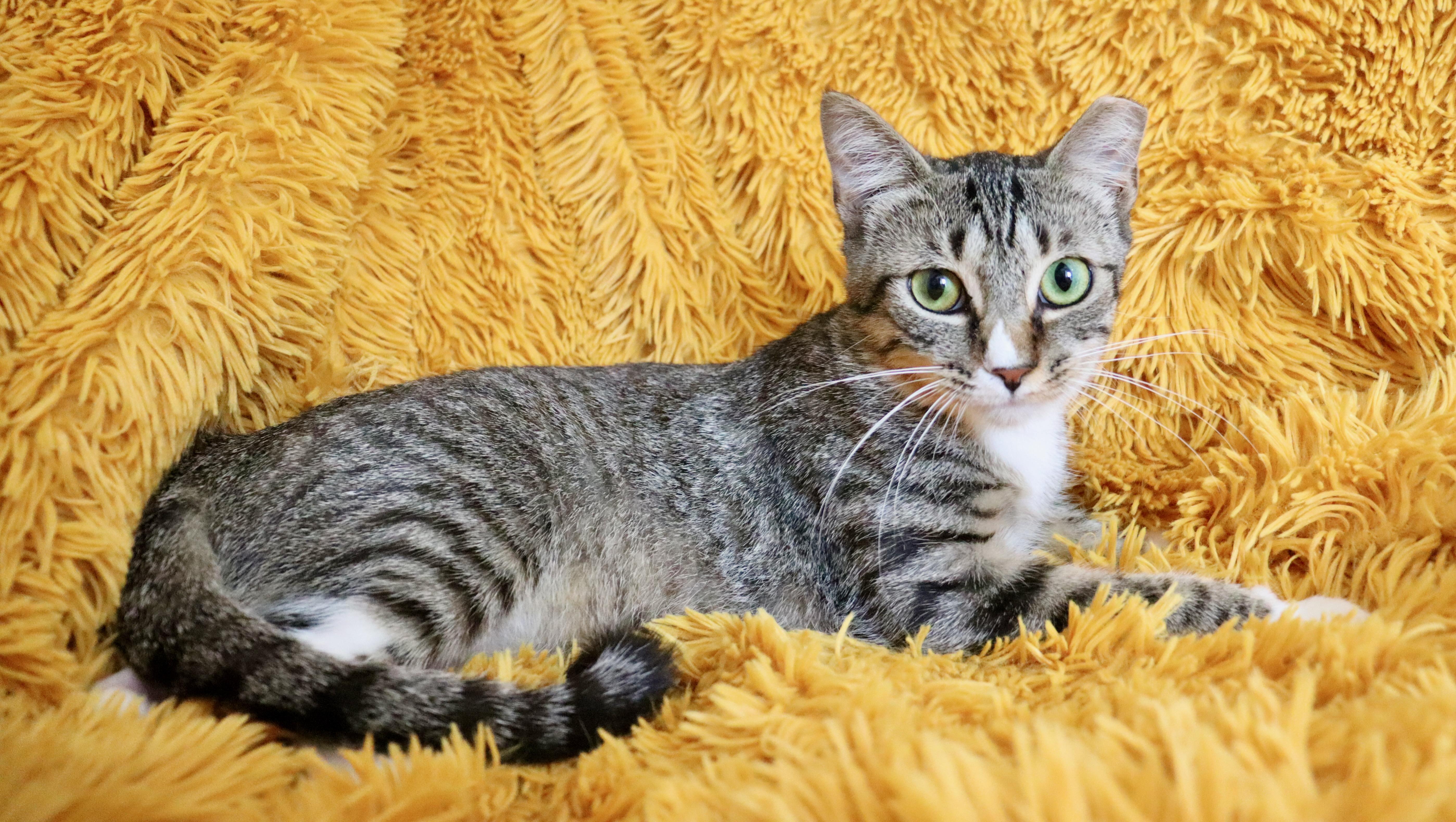 Enlarge Rina, a Adoptable mixed breed in Saint Augustine, FL image 3/6
