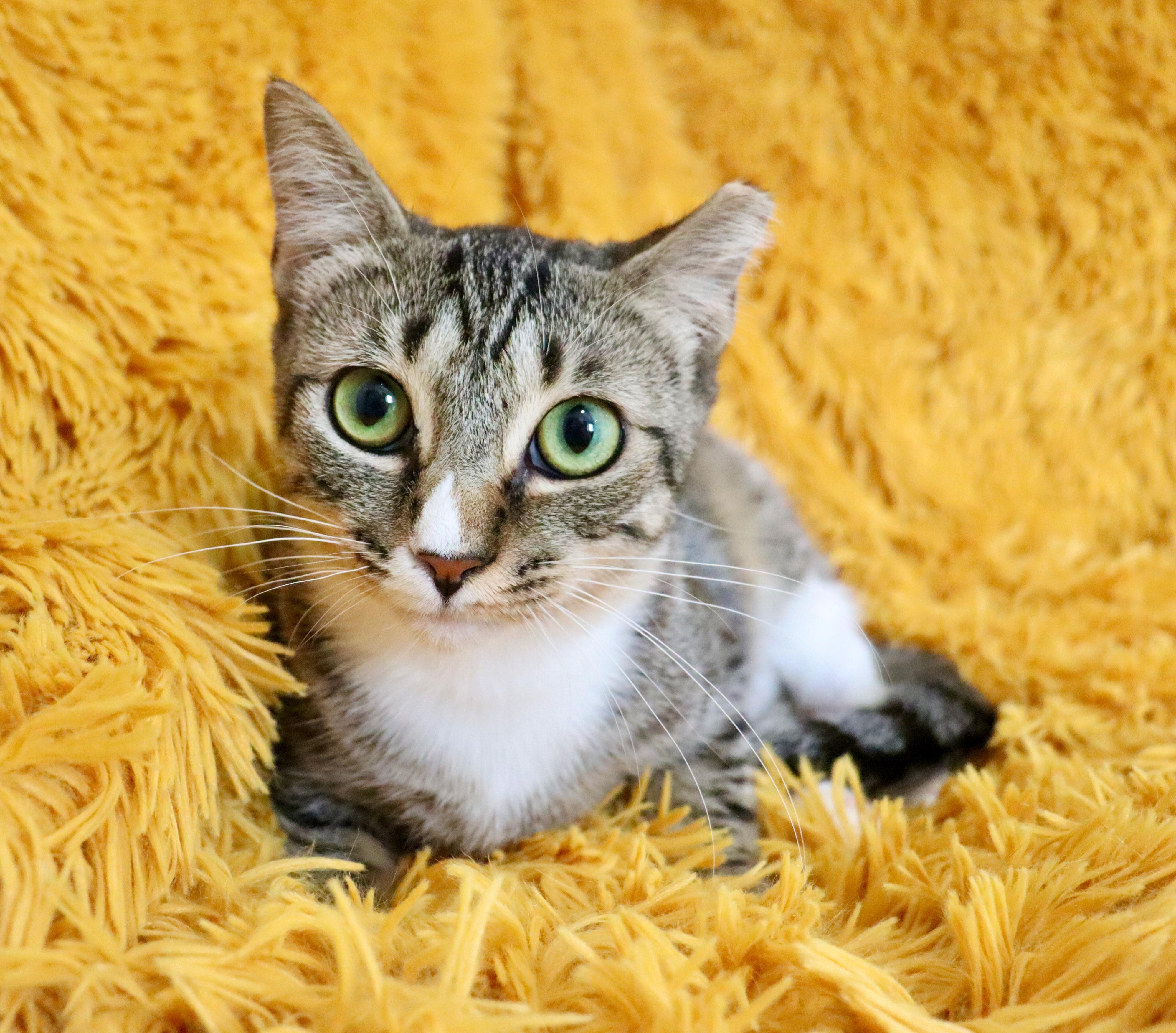Enlarge Rina, a Adoptable mixed breed in Saint Augustine, FL image 6/6