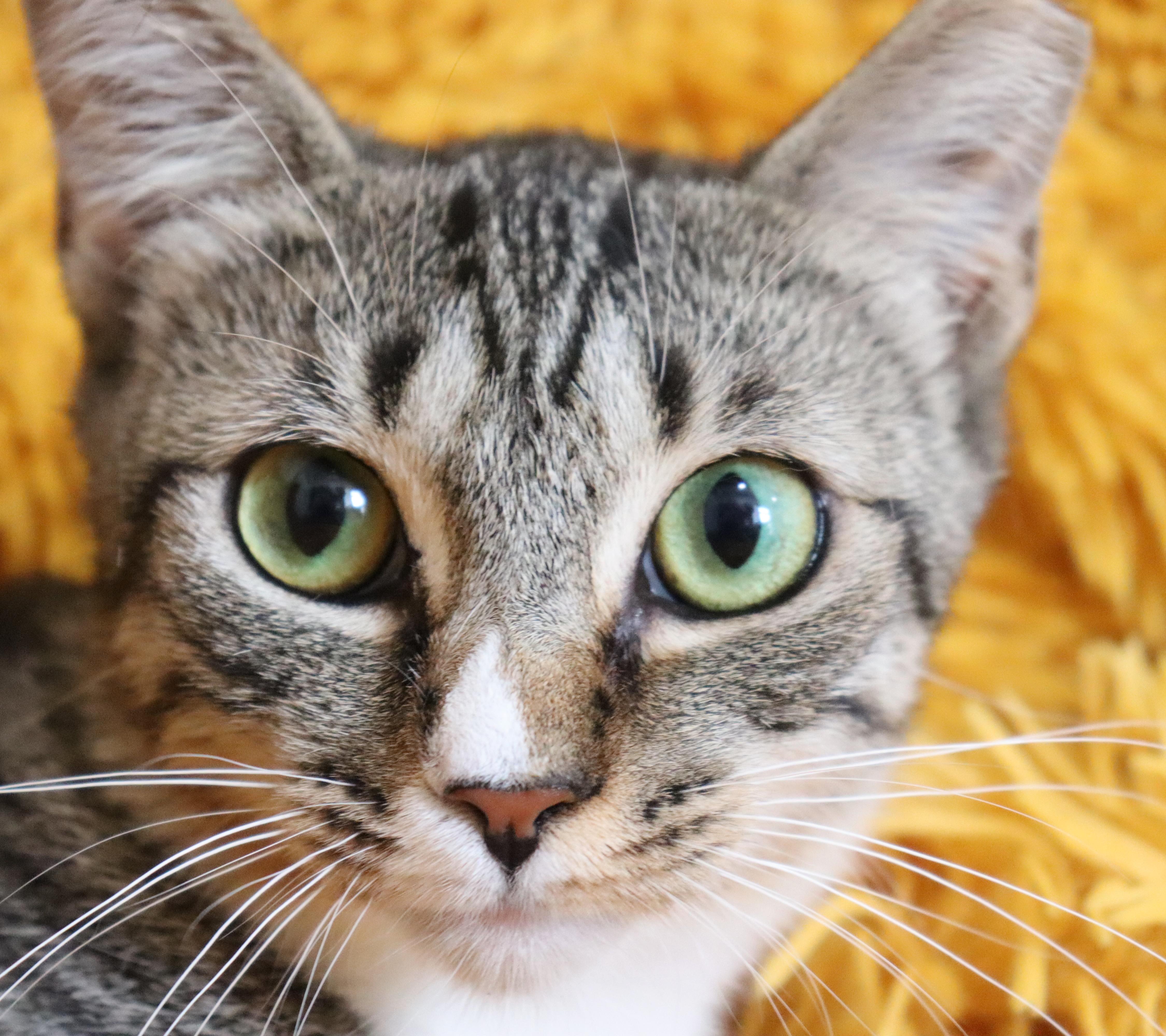 Enlarge Rina, a Adoptable mixed breed in Saint Augustine, FL image 5/6