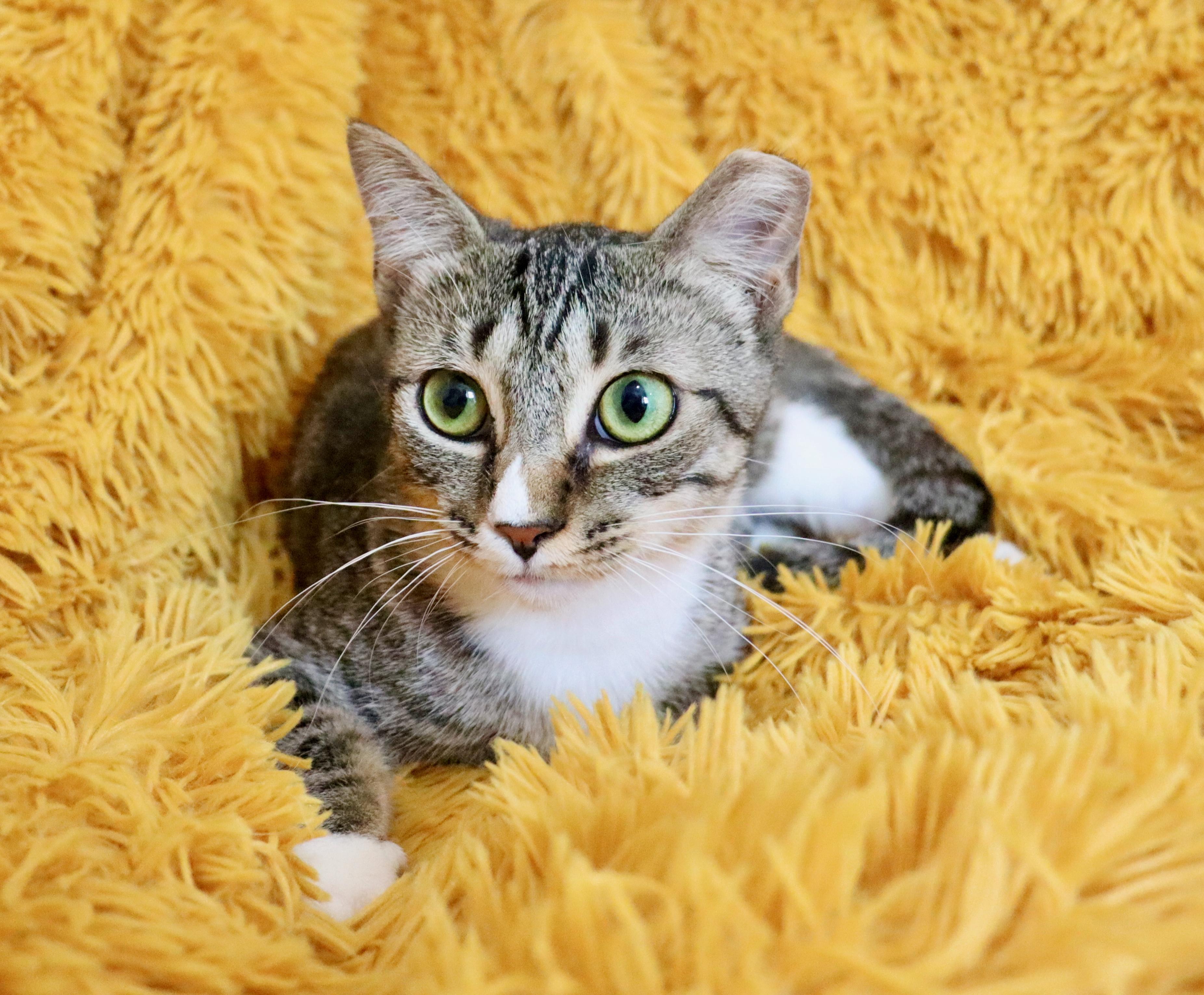Enlarge Rina, a Adoptable mixed breed in Saint Augustine, FL image 2/6