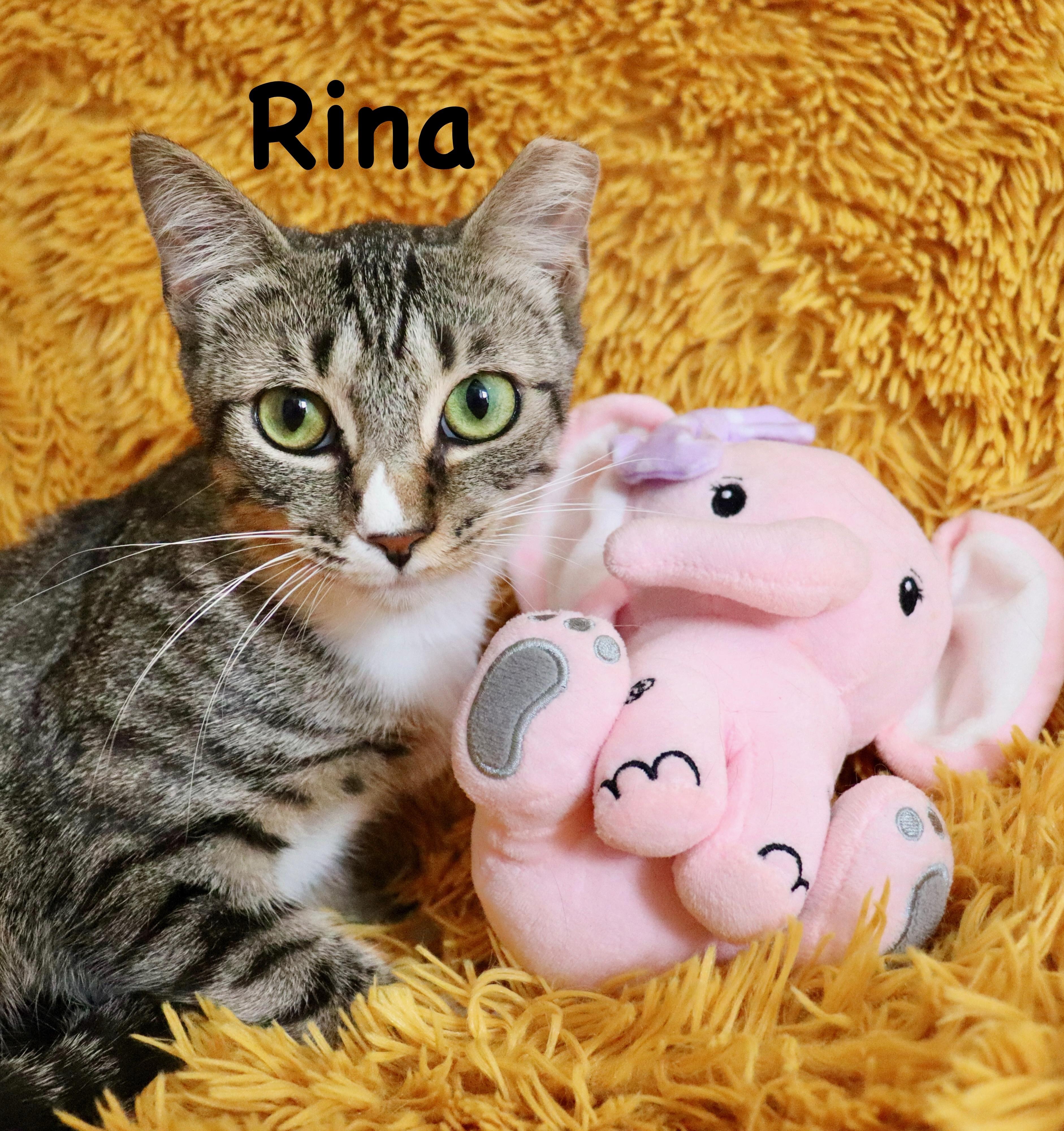 Enlarge Rina, a Adoptable mixed breed in Saint Augustine, FL image 1/6