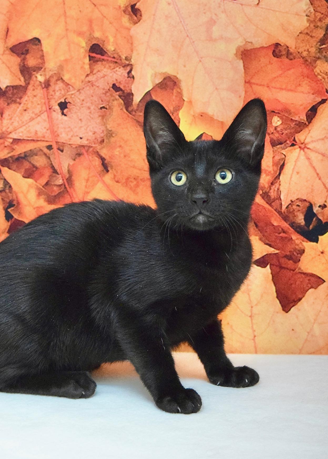 Enlarge Aspen, a Adoptable Domestic Short Hair in Dublin, CA image 2/2