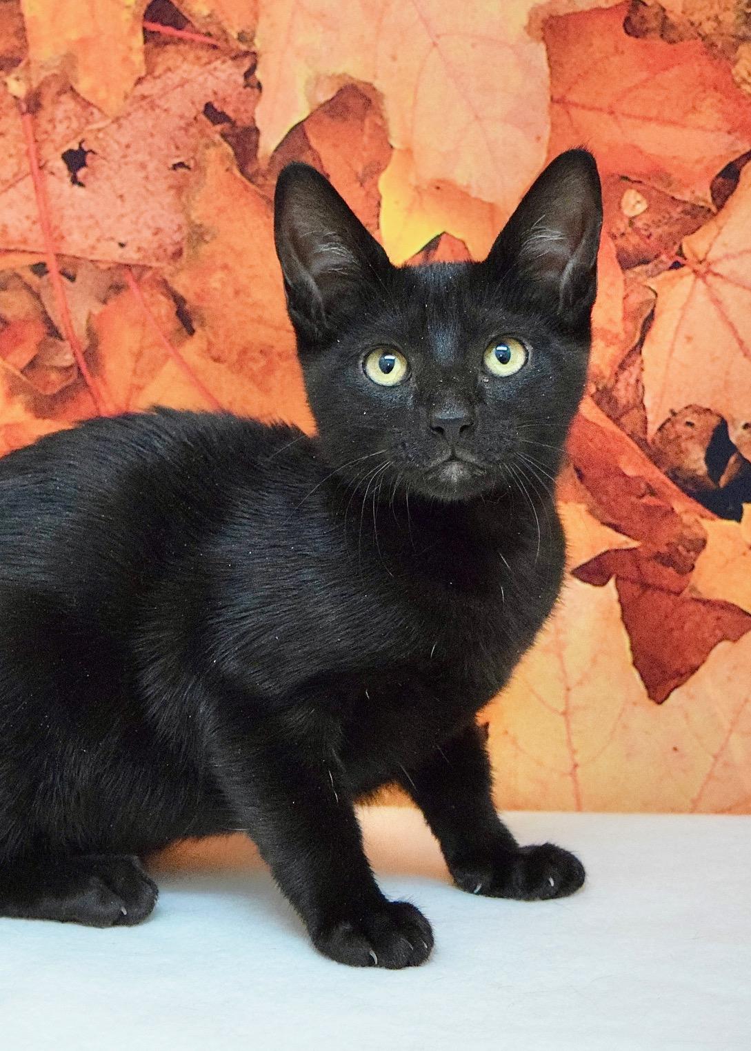 Aspen, Adoptable, Kitten Female Domestic Short Hair.