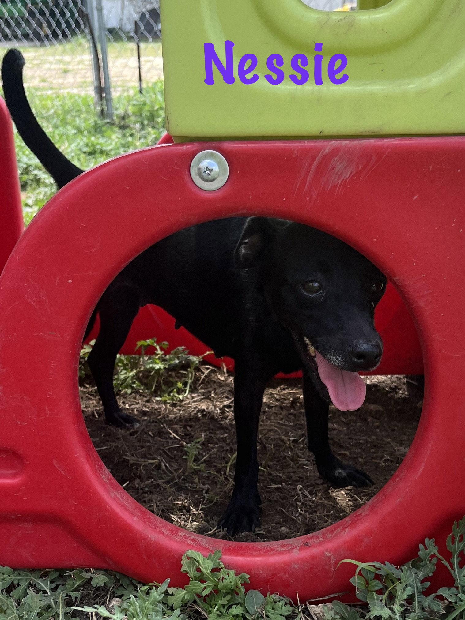 Nessie, Adopted, Adult Female Chihuahua.