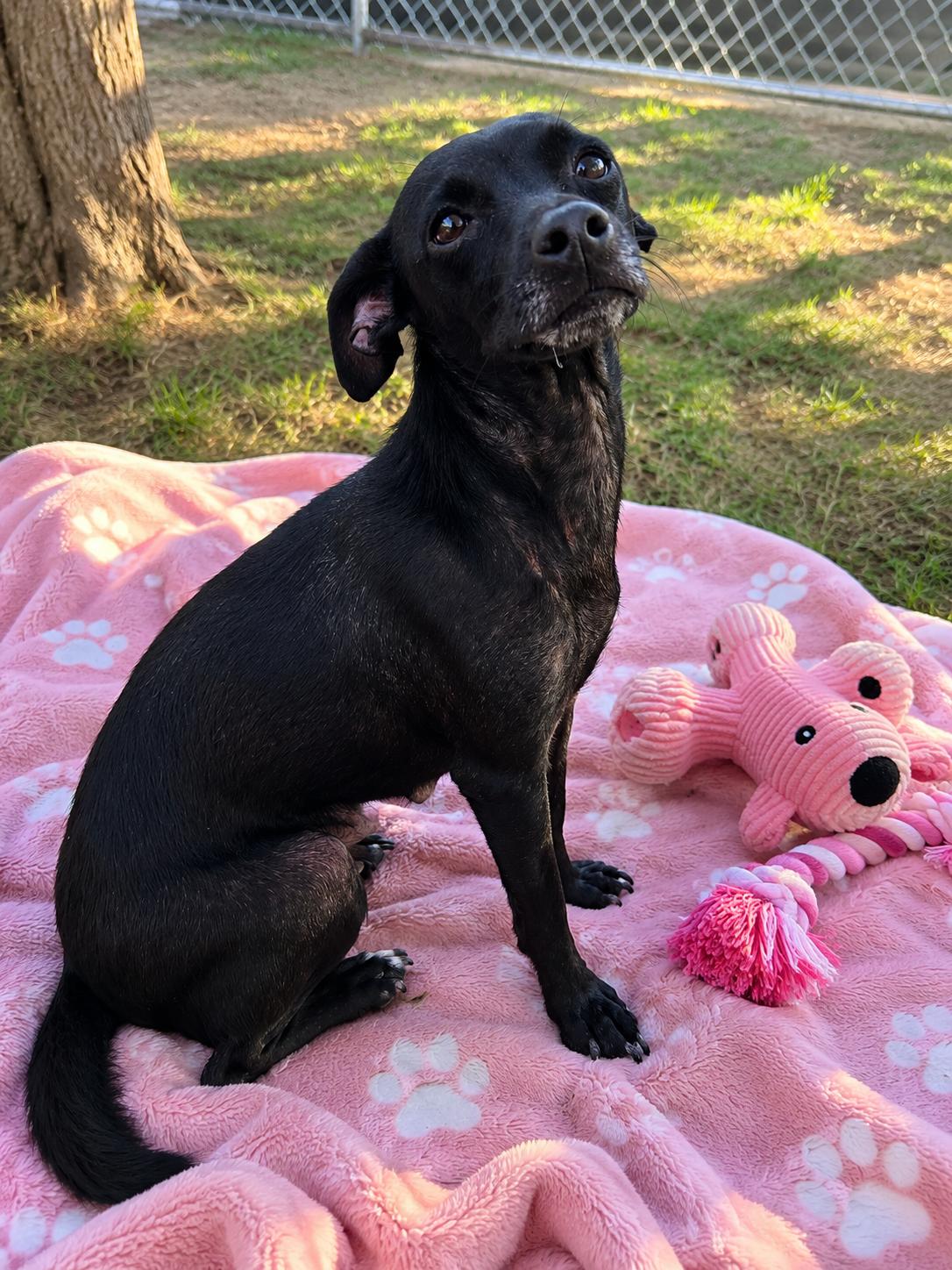 Enlarge Nessie, a Adopted Chihuahua in Pipe Creek, TX image 2/3