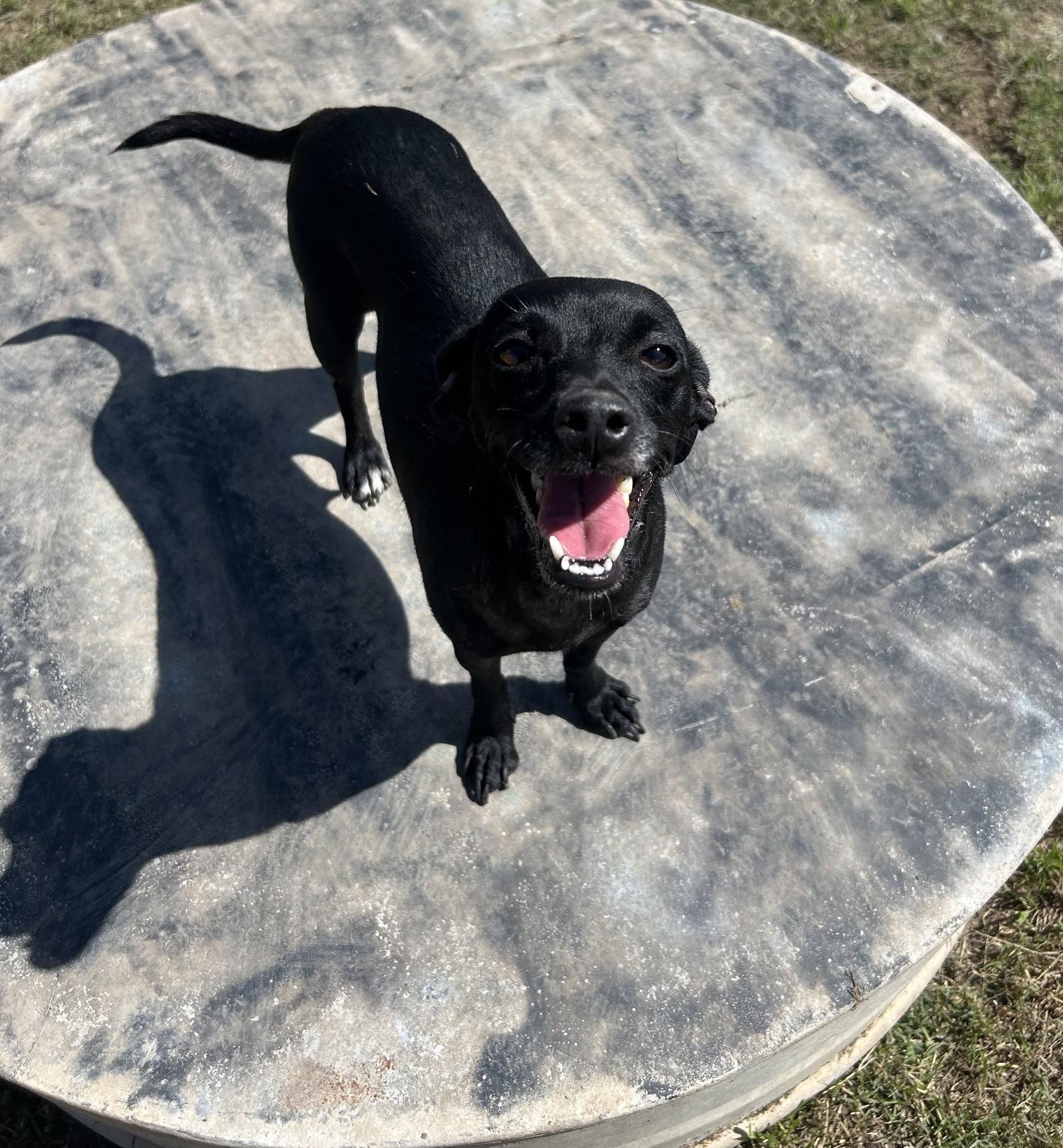 Enlarge Nessie, a Adopted Chihuahua in Pipe Creek, TX image 3/3