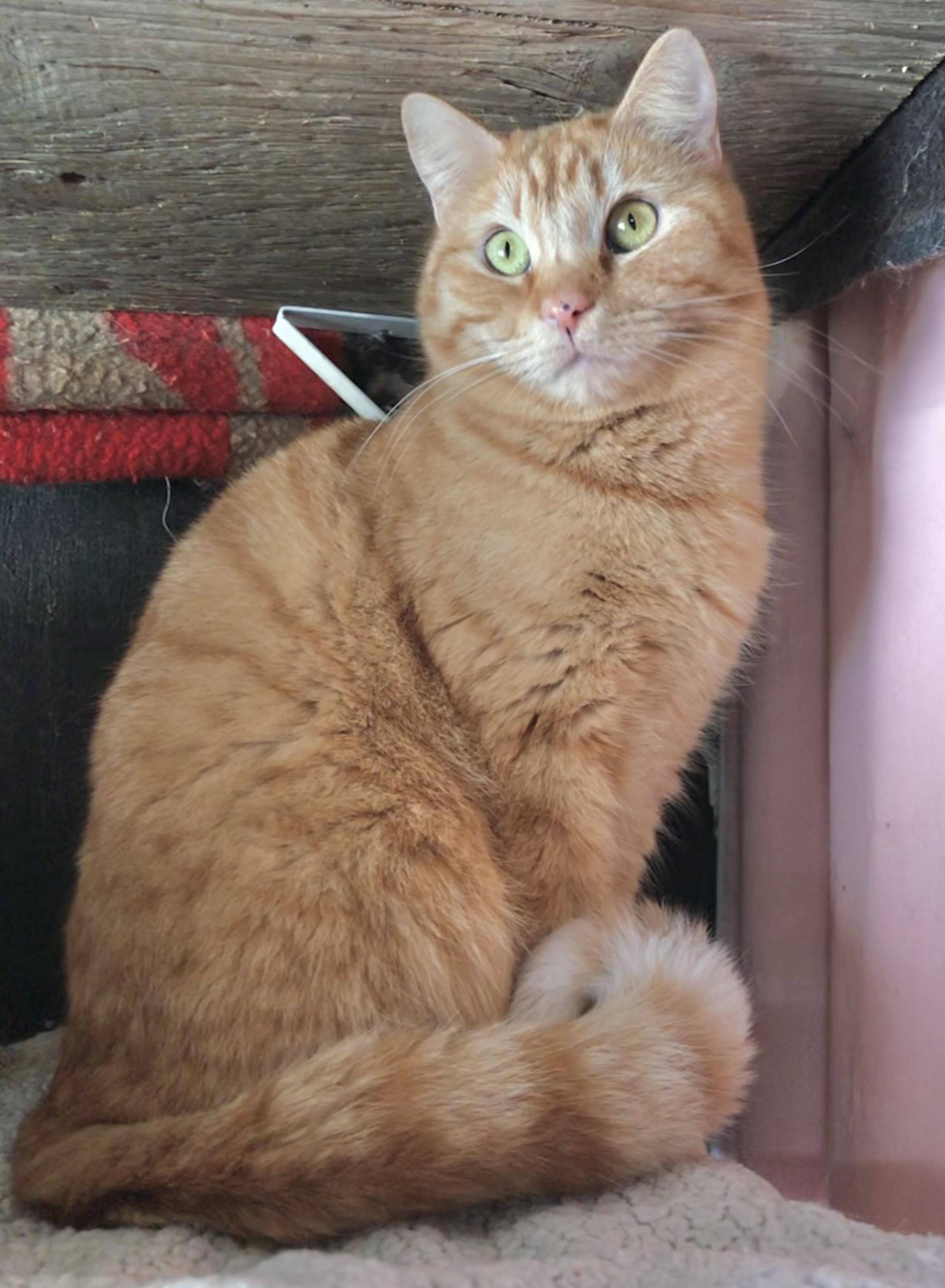 Enlarge Tobico (Garden Cat), a Adoptable mixed breed in Vallejo, CA image 1/6