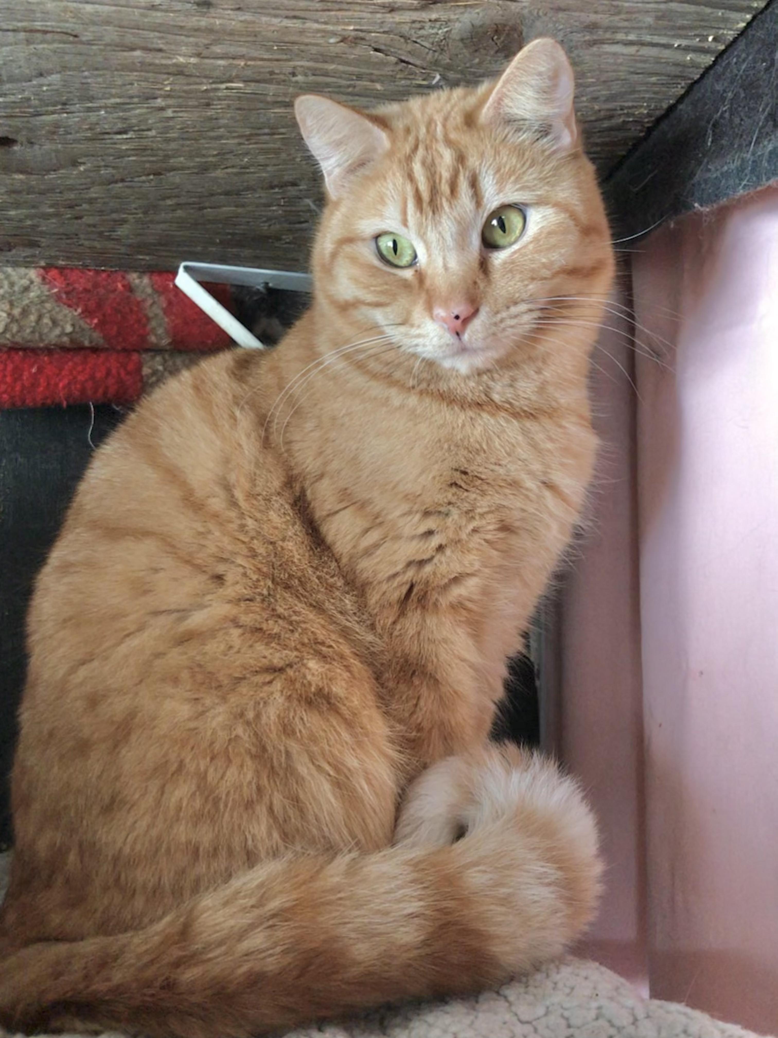Enlarge Tobico (Garden Cat), a Adoptable mixed breed in Vallejo, CA image 2/6