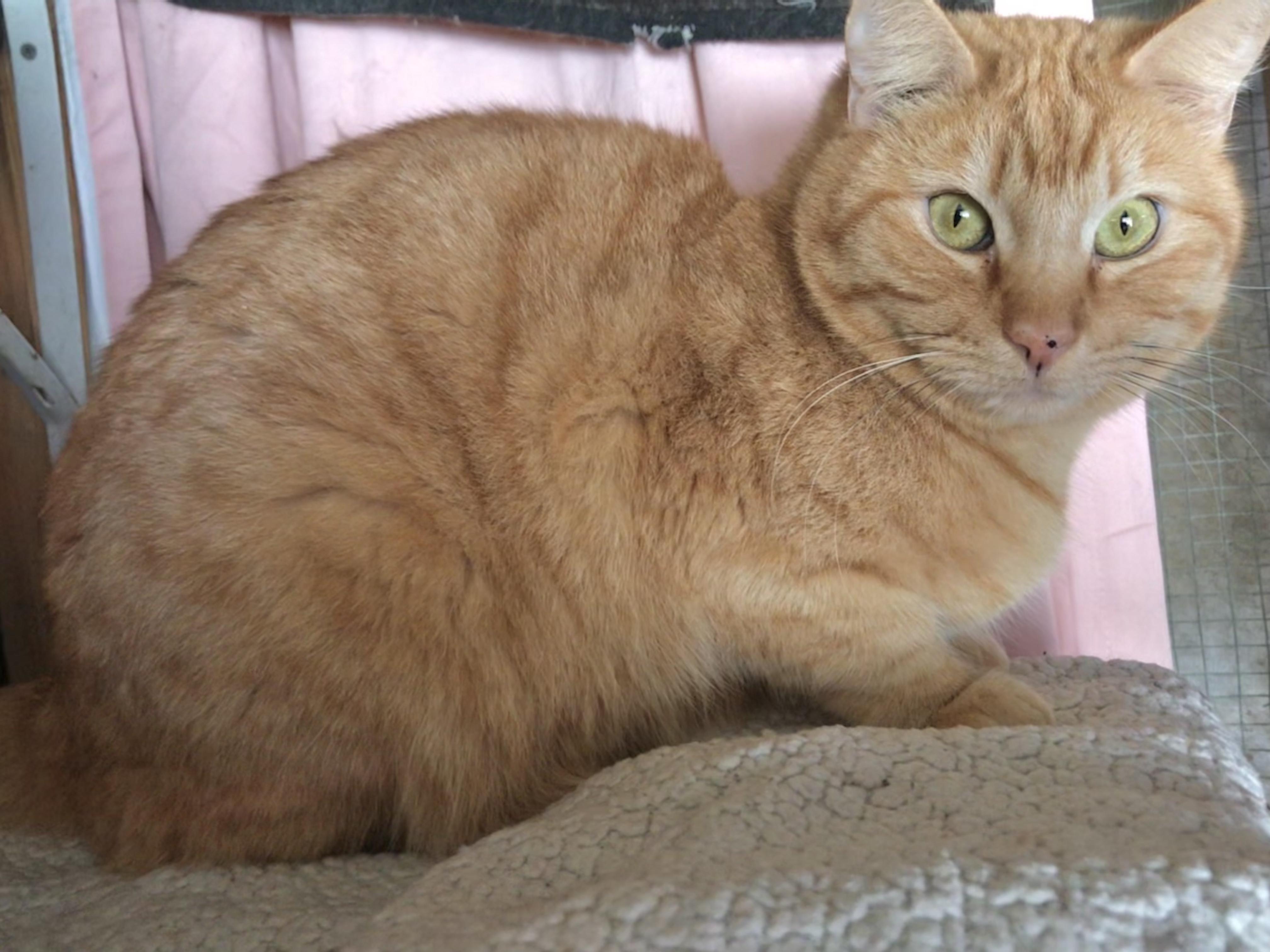 Enlarge Tobico (Garden Cat), a Adoptable mixed breed in Vallejo, CA image 3/6