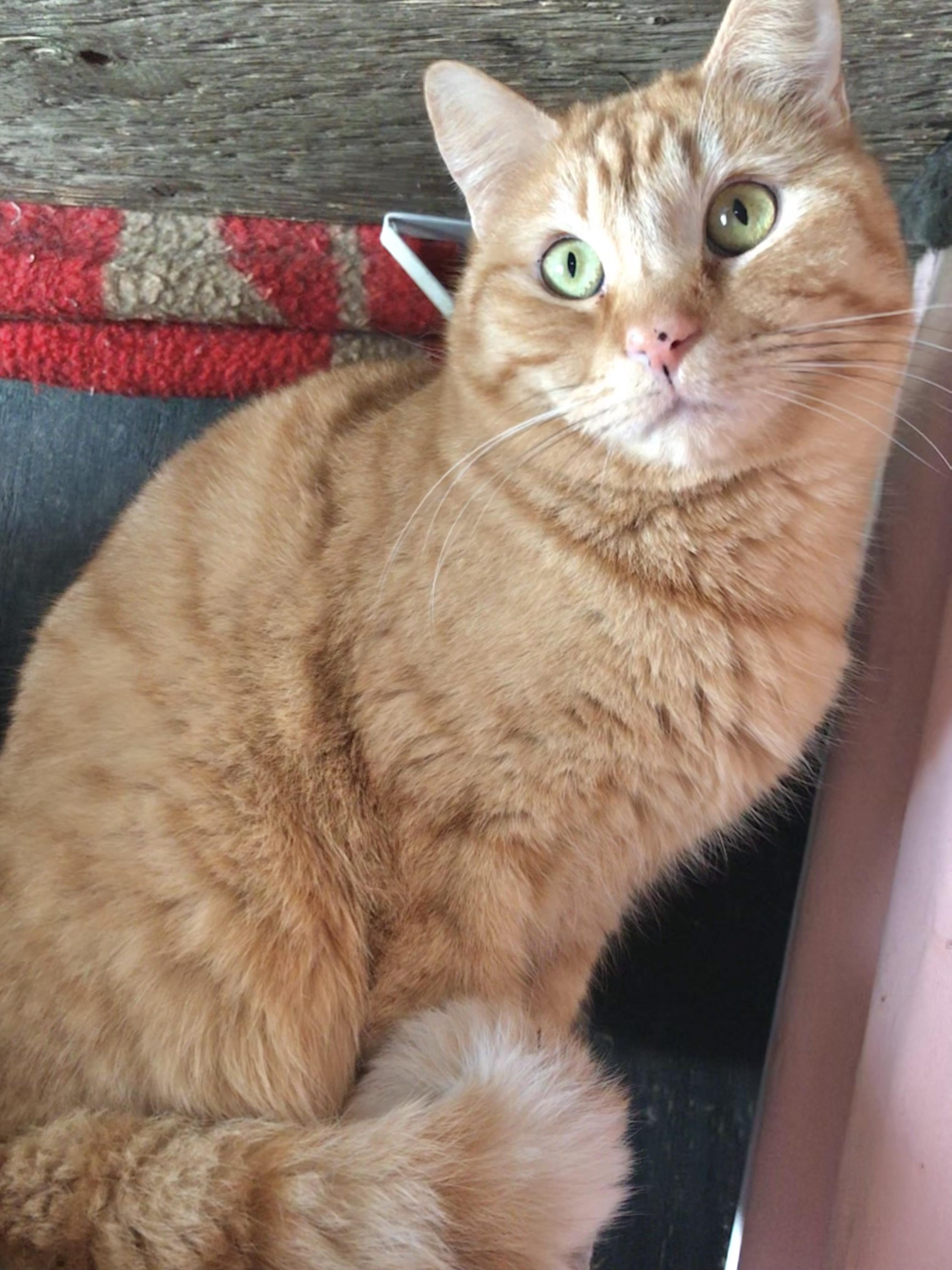 Enlarge Tobico (Garden Cat), a Adoptable mixed breed in Vallejo, CA image 4/6