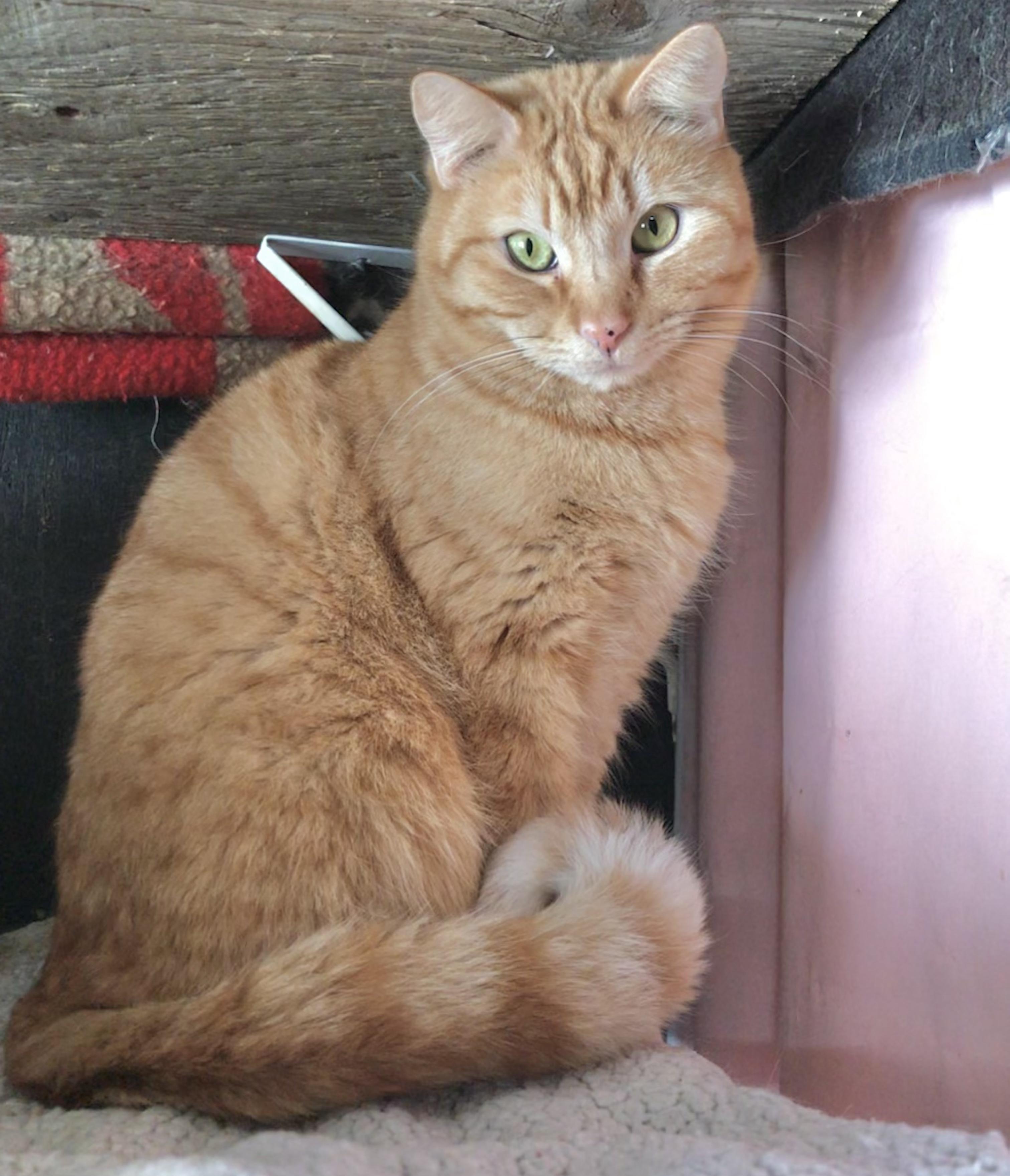Enlarge Tobico (Garden Cat), a Adoptable mixed breed in Vallejo, CA image 5/6