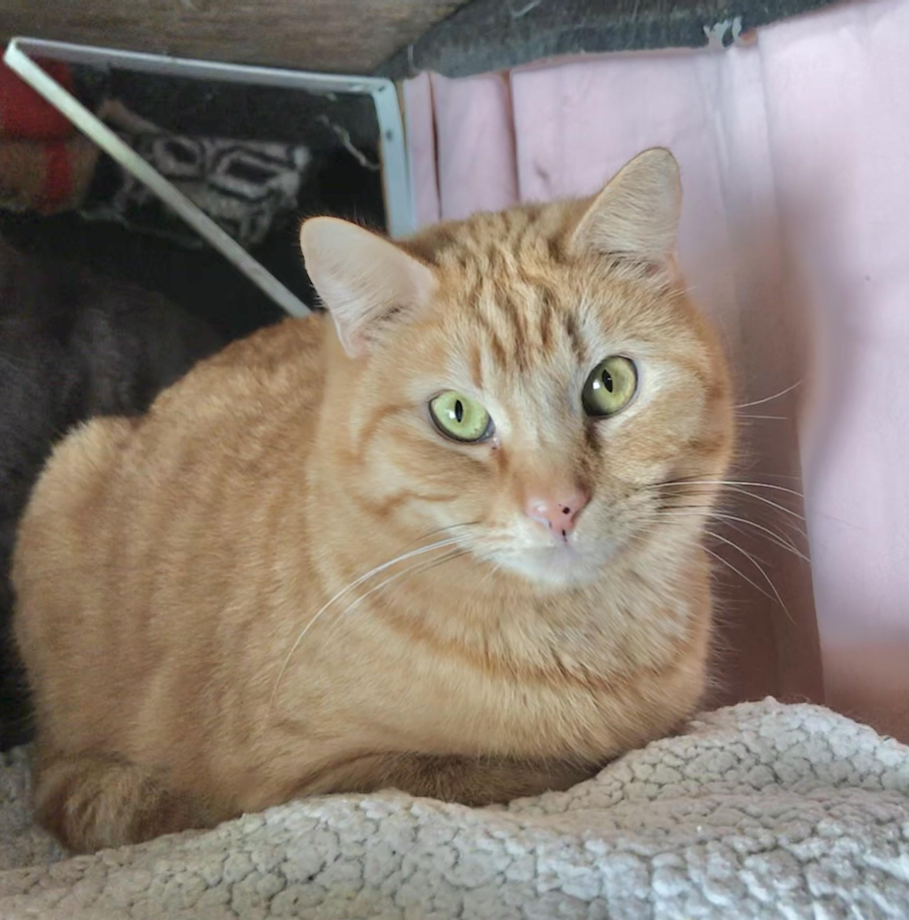 Enlarge Tobico (Garden Cat), a Adoptable mixed breed in Vallejo, CA image 6/6