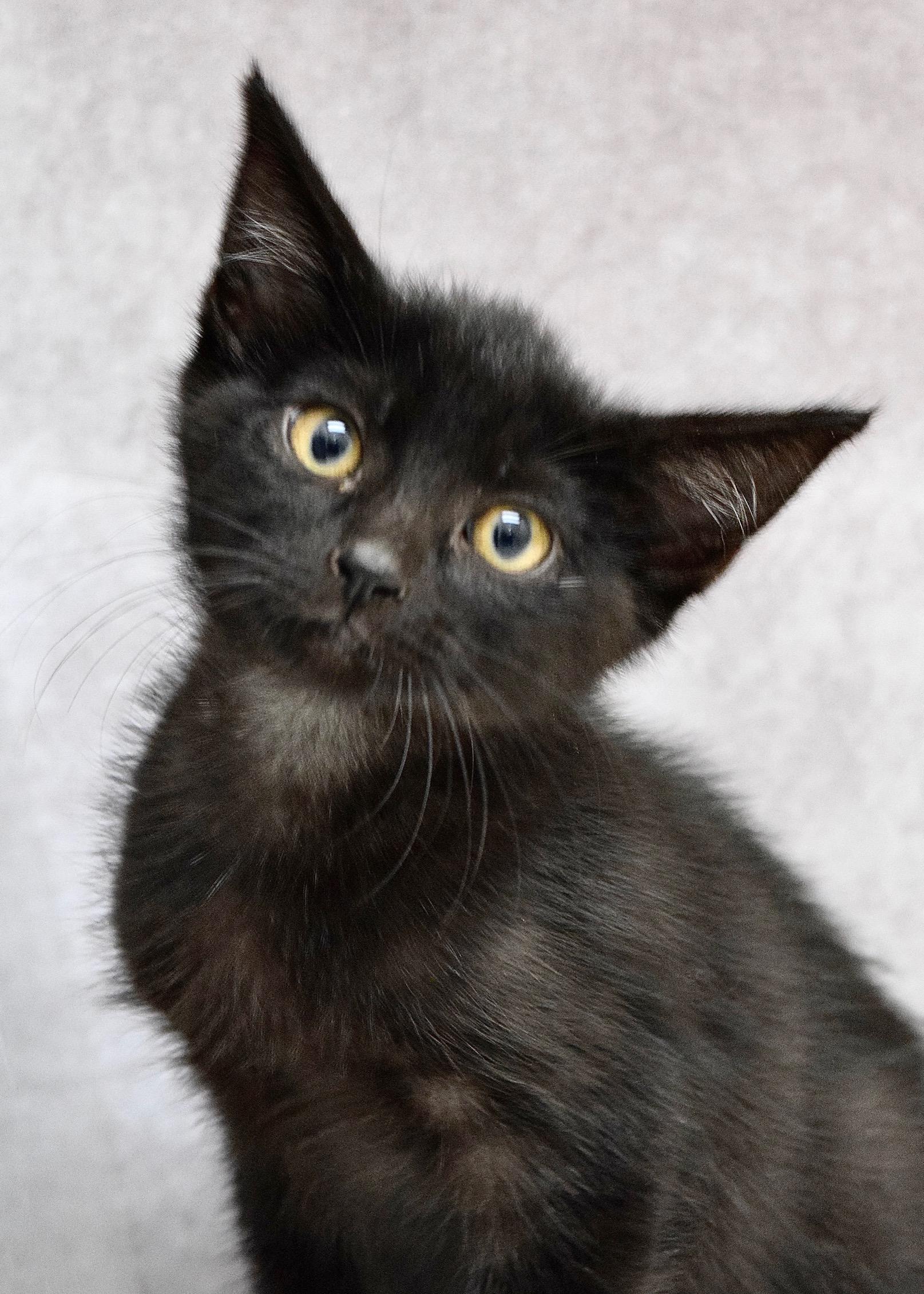 Tommy, ADOPTABLE, Kitten Male Domestic Short Hair.