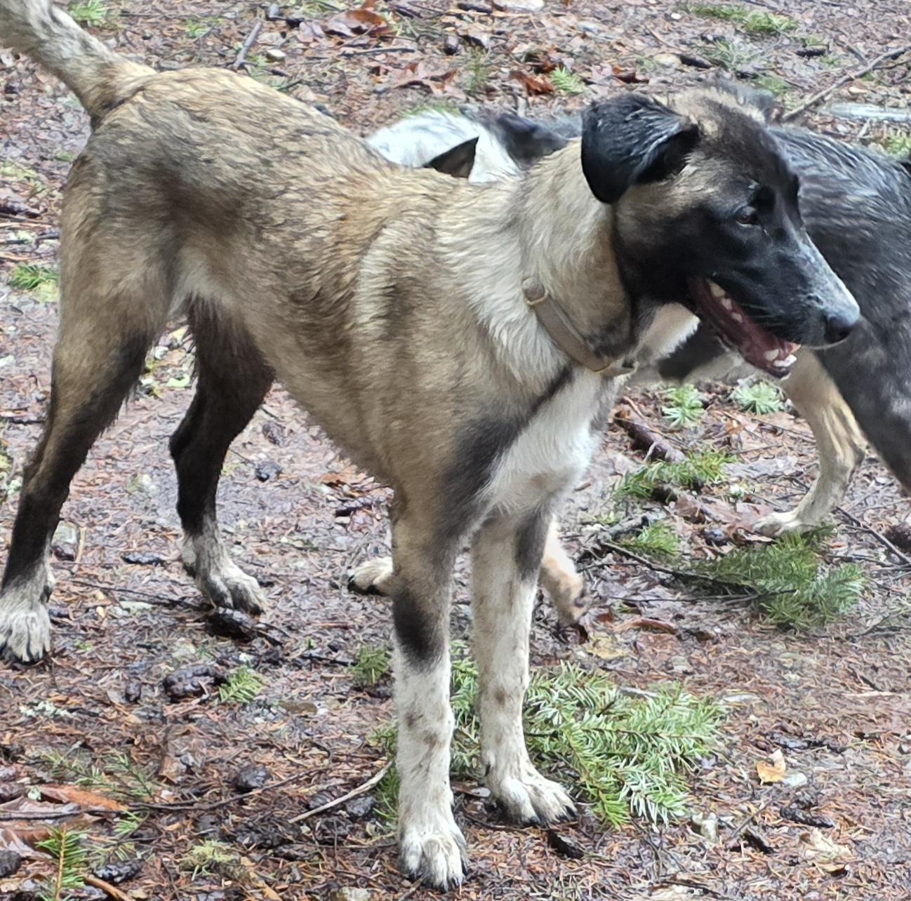 Enlarge Lucy, an adopted mixed breed in Bellingham, WA image 1/4