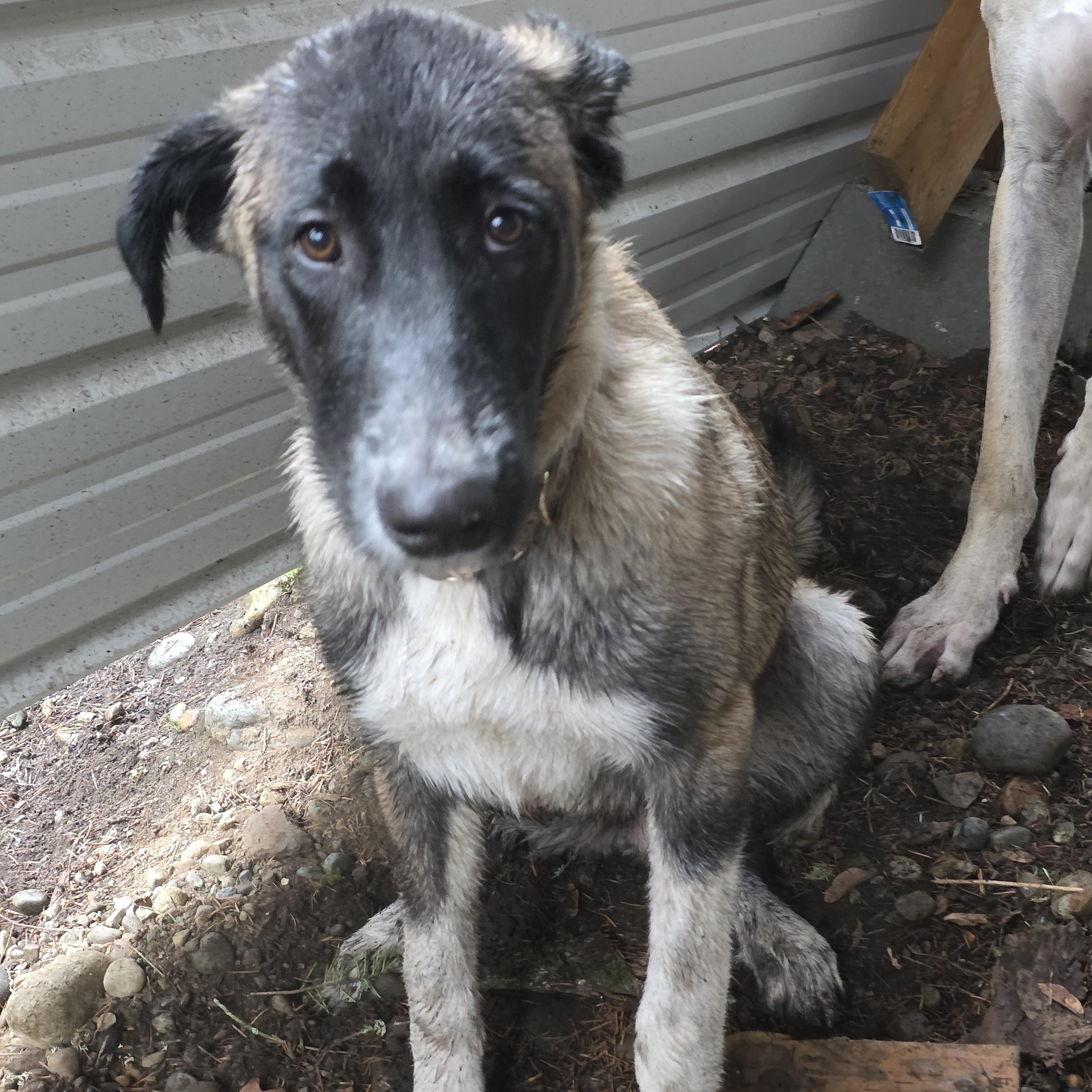 Enlarge Lucy, an adopted mixed breed in Bellingham, WA image 3/4