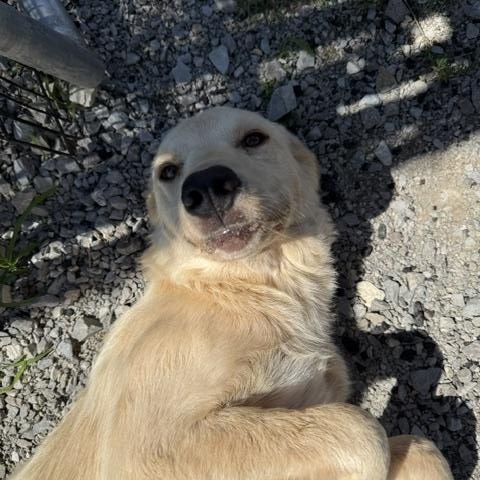 Cash, Adoptable, Young Male Golden Retriever.