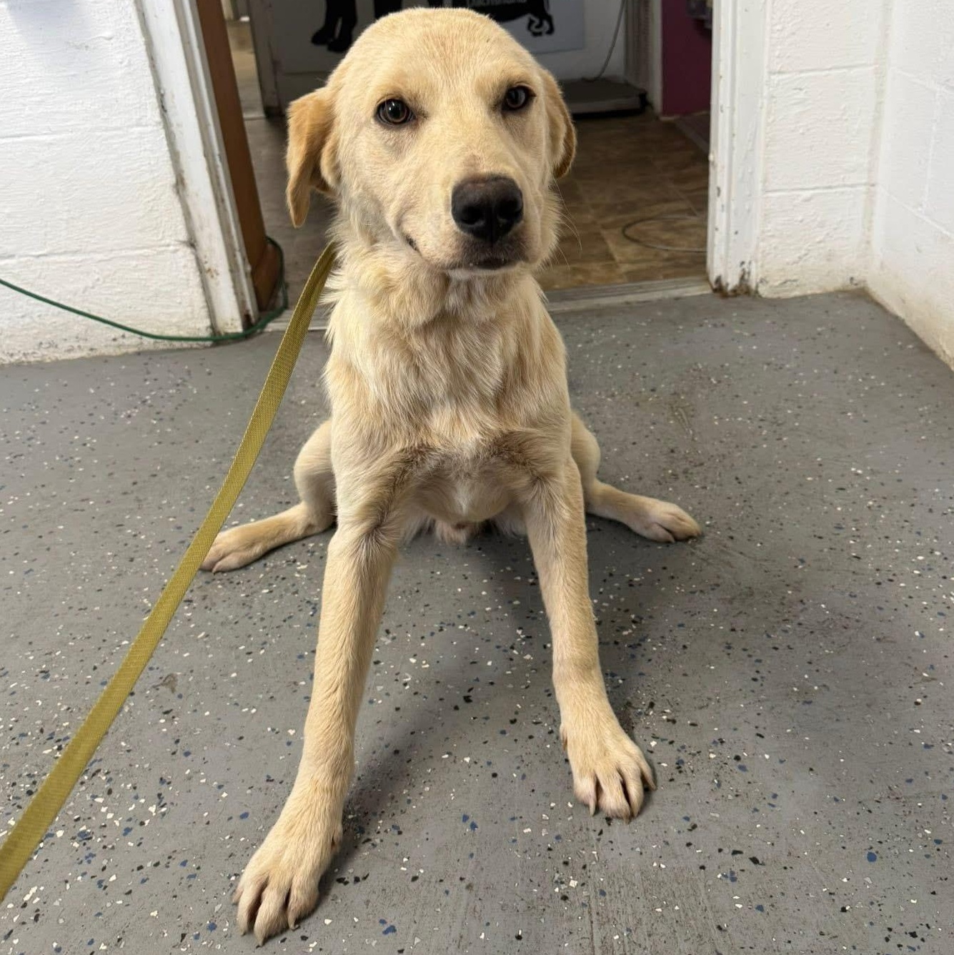 Cash, a Adoptable Golden Retriever in Lewisburg, TN image 2/2