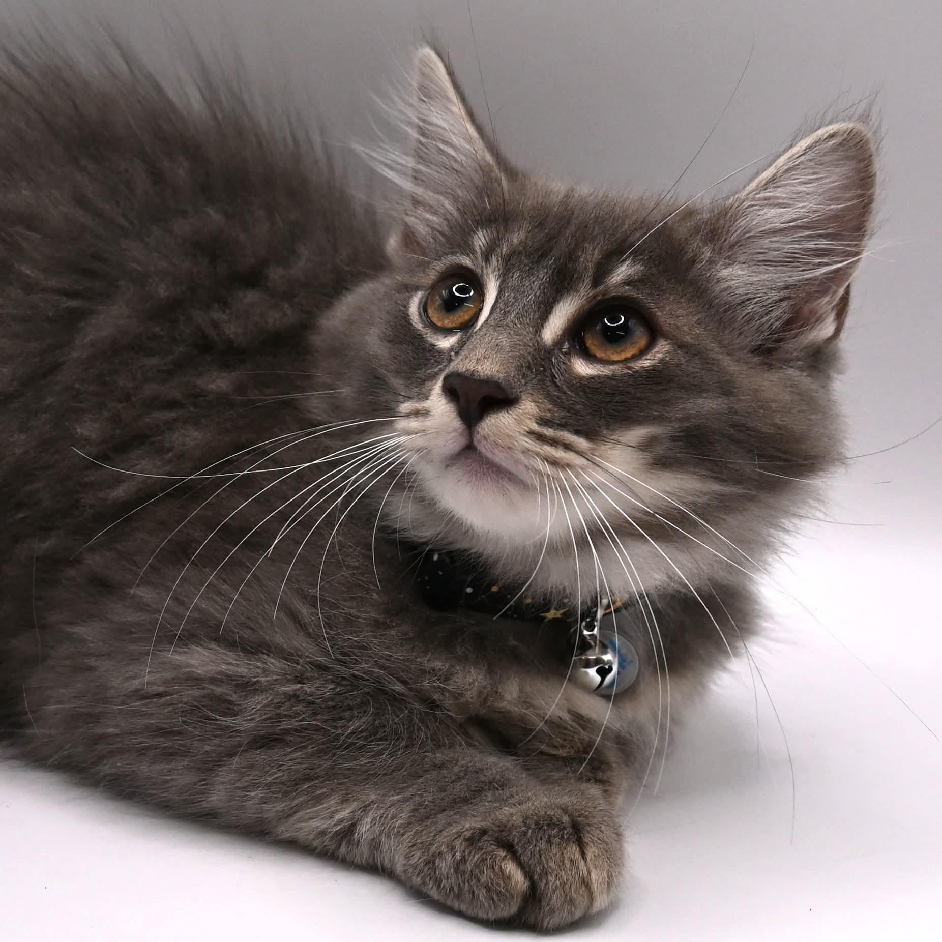 Stormy, an adopted mixed breed in South Amboy, NJ image 2/6