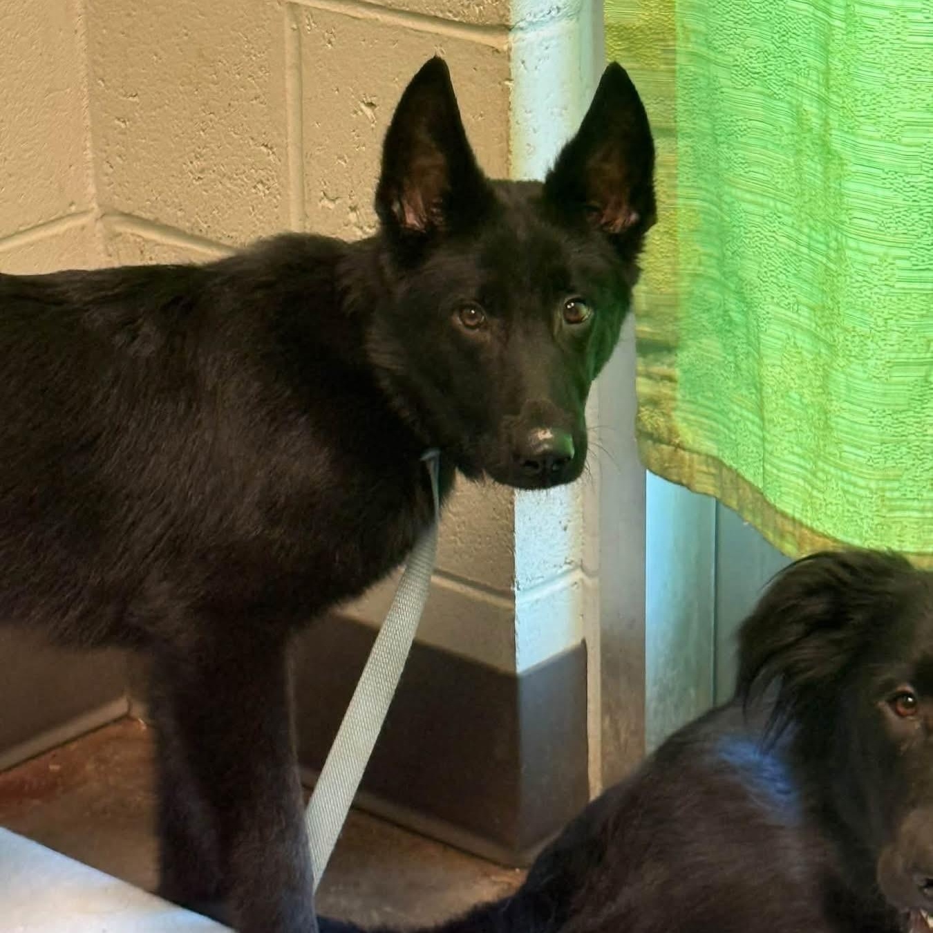 Enlarge Sarge, a Adopted mixed breed in Williston, VT image 2/2