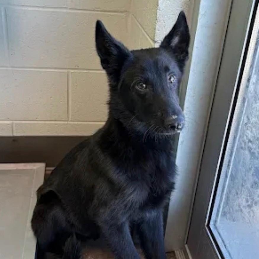 Enlarge Sarge, a Adopted mixed breed in Williston, VT image 1/2