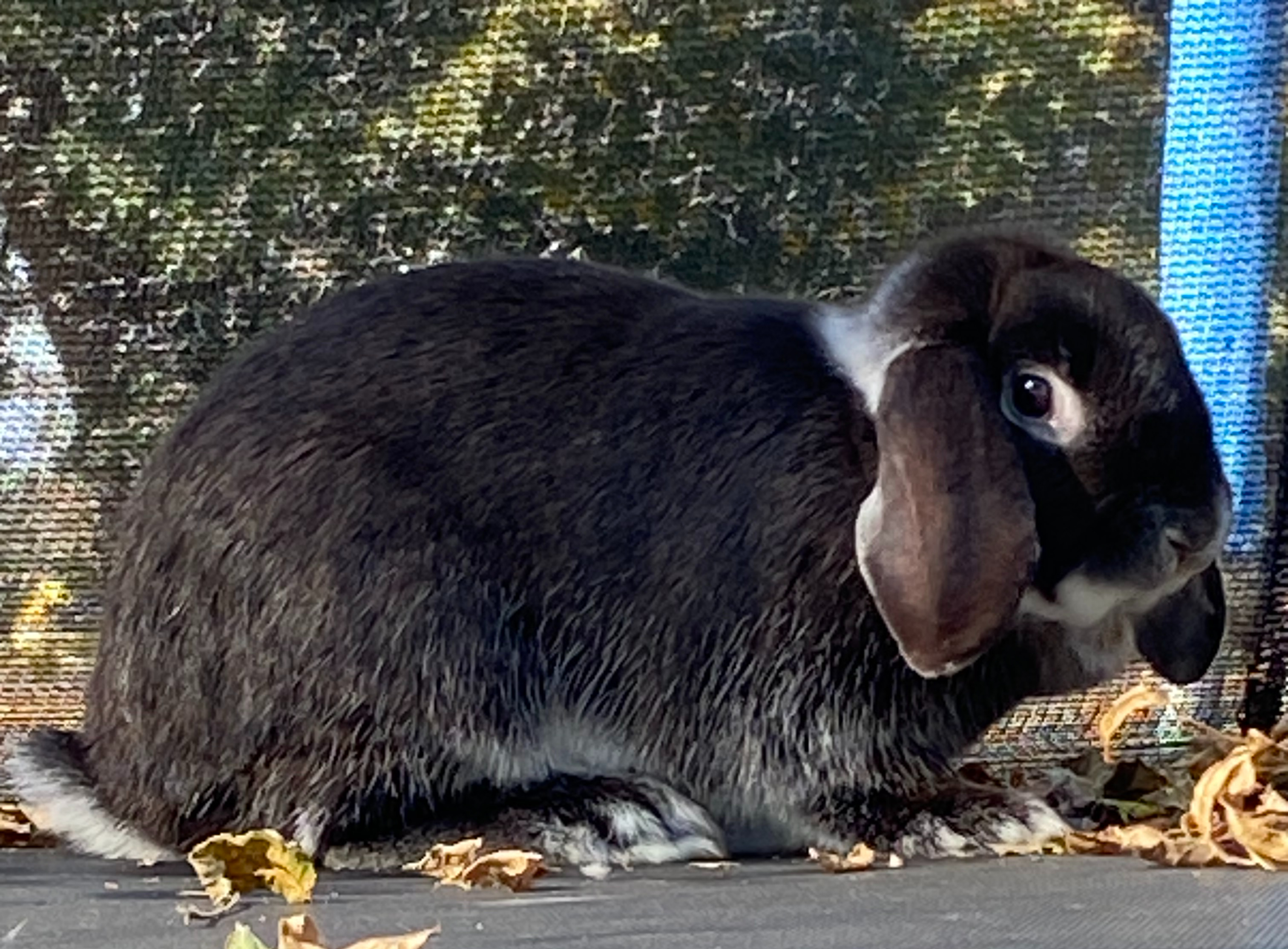 Peppercorn, a Adopted mixed breed in Brainerd, MN image 3/5