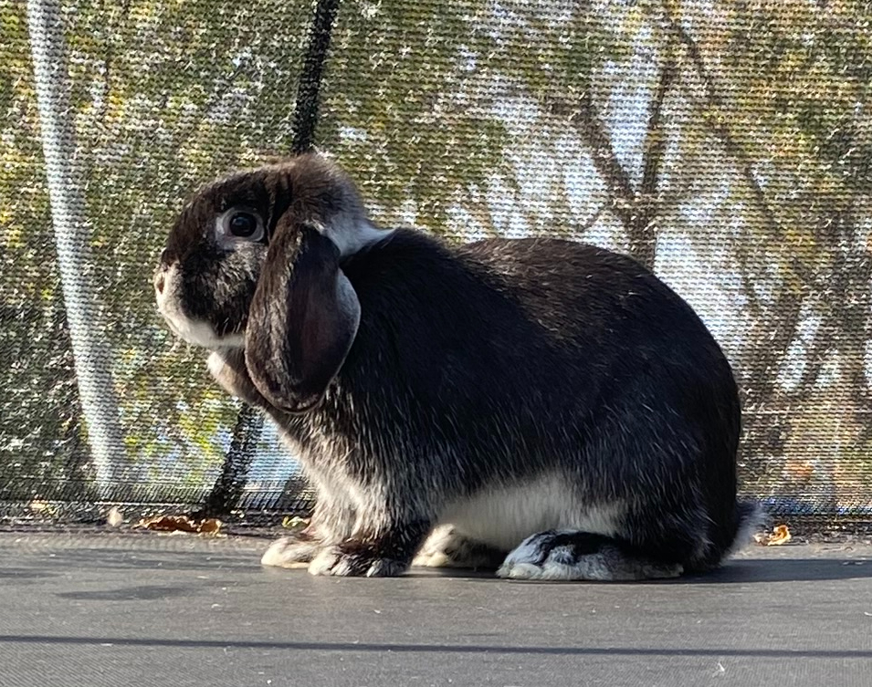 Peppercorn, a Adopted mixed breed in Brainerd, MN image 4/5