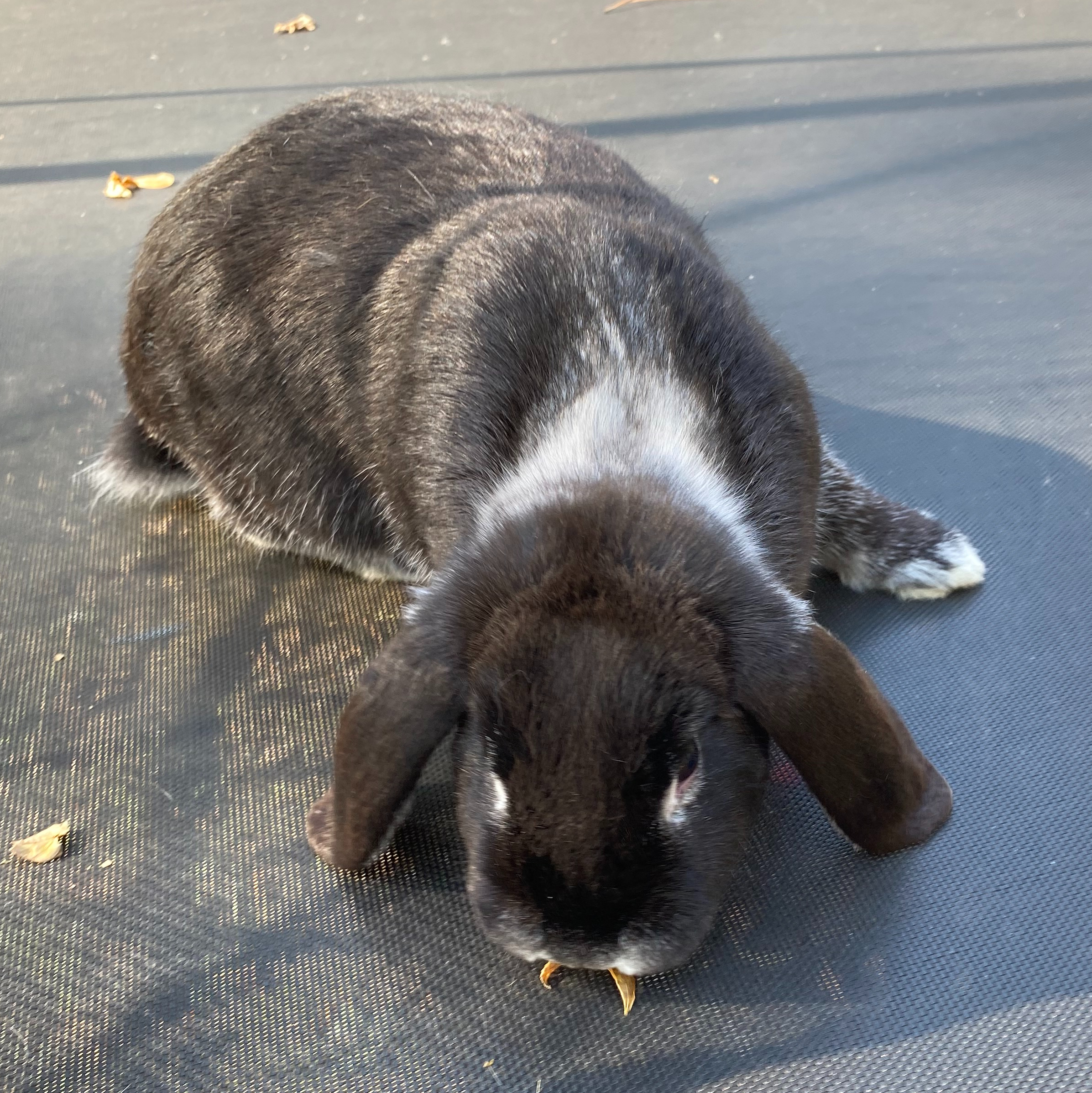 Peppercorn, Young Female Lop Eared