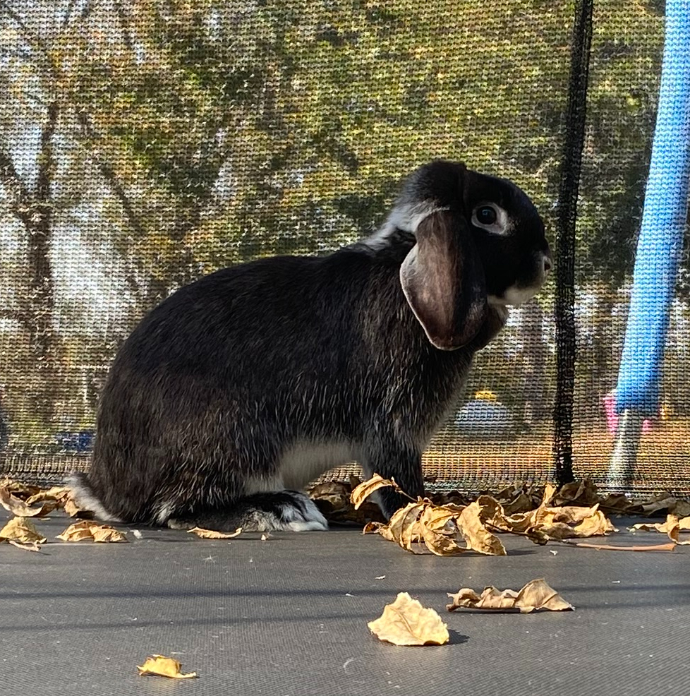 Peppercorn, a Adopted mixed breed in Brainerd, MN image 5/5