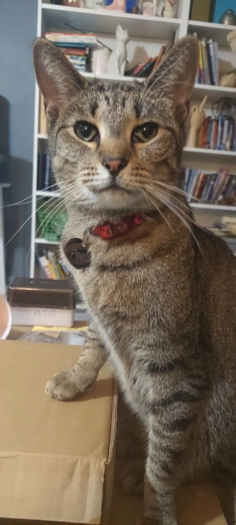 Peeta, Adopted, Adult Male Tabby & Domestic Short Hair.