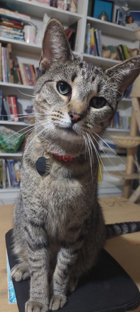 Enlarge Peeta, a Adopted mixed breed in Temple Terrace, FL image 2/8