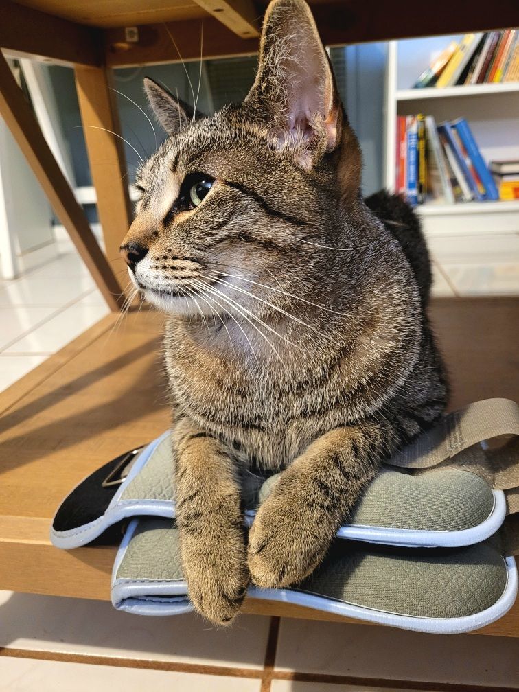 Enlarge Peeta, a Adopted mixed breed in Temple Terrace, FL image 3/8