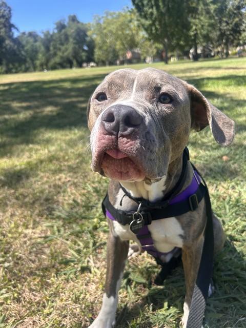 HAKU, Adoptable, Young Male Pit Bull Terrier & Mixed Breed.