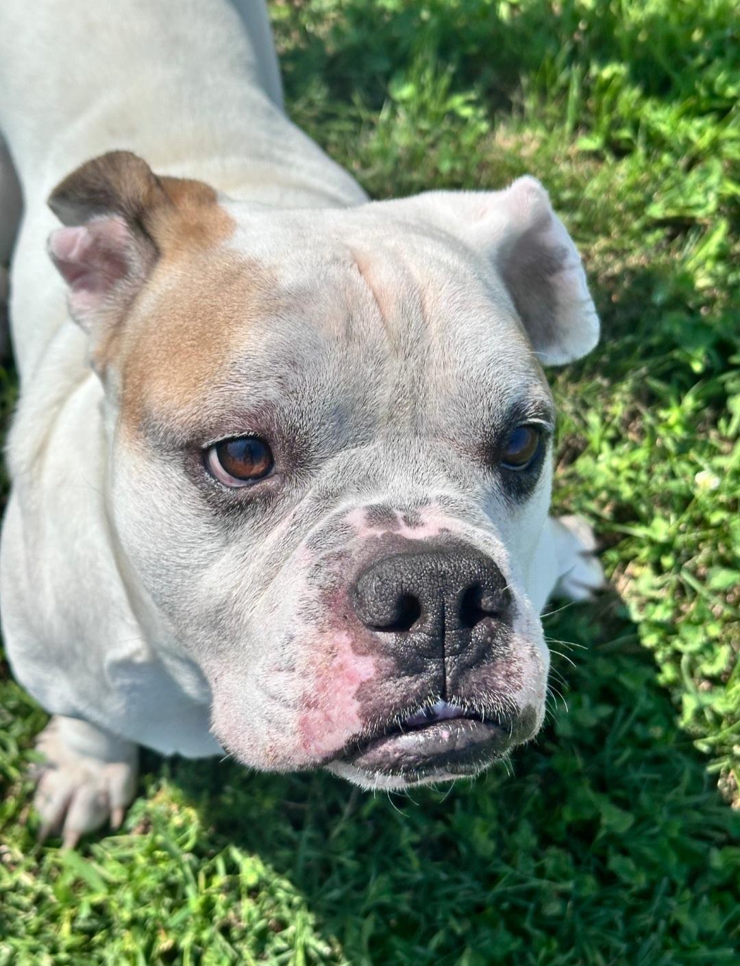 Ricky, a ADOPTABLE English Bulldog in Clayton, NJ image 2/2