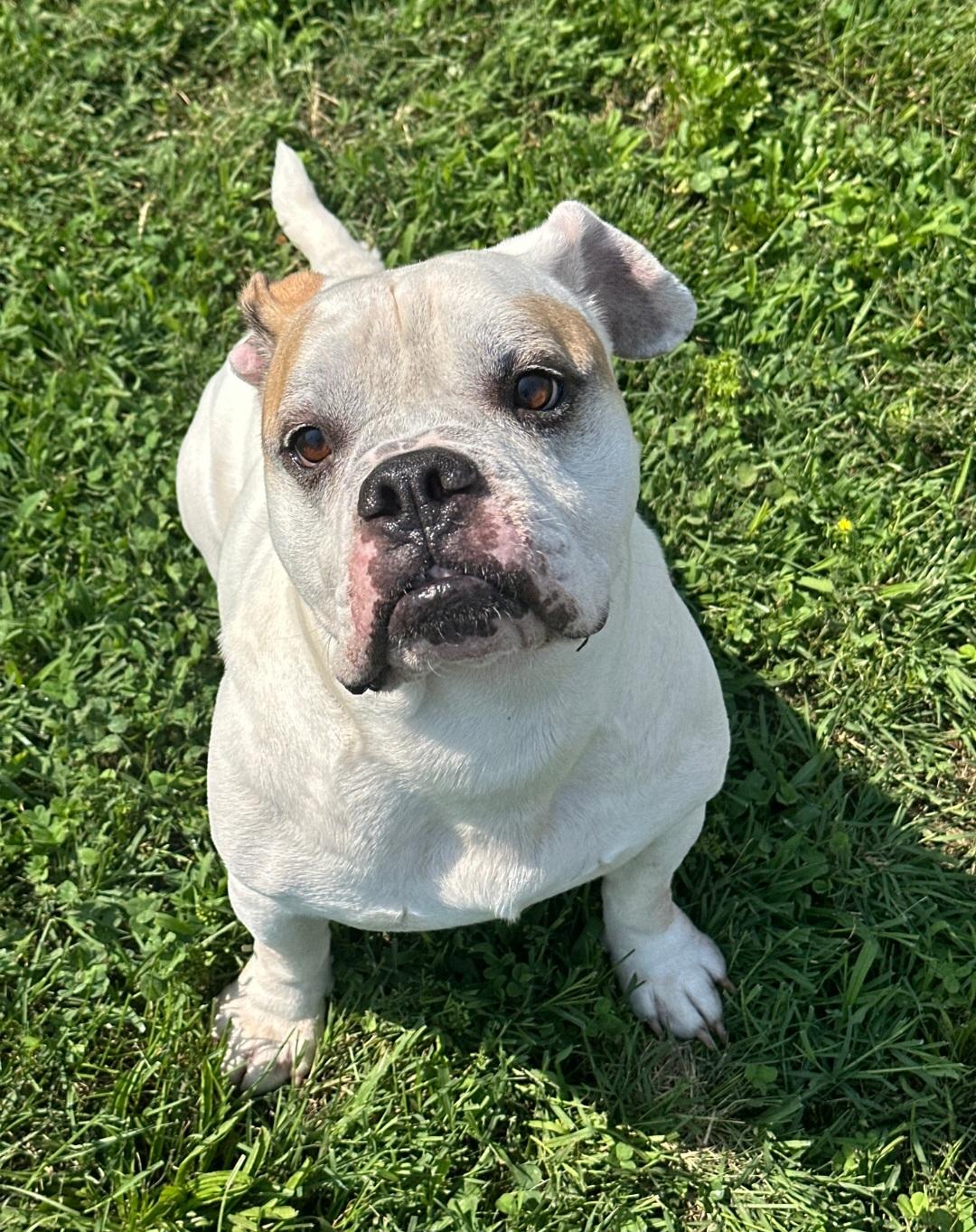 Ricky, ADOPTABLE, Adult Male English Bulldog.