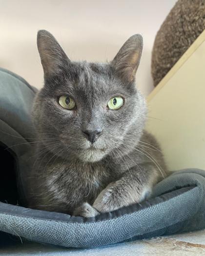 Skitty Kitty