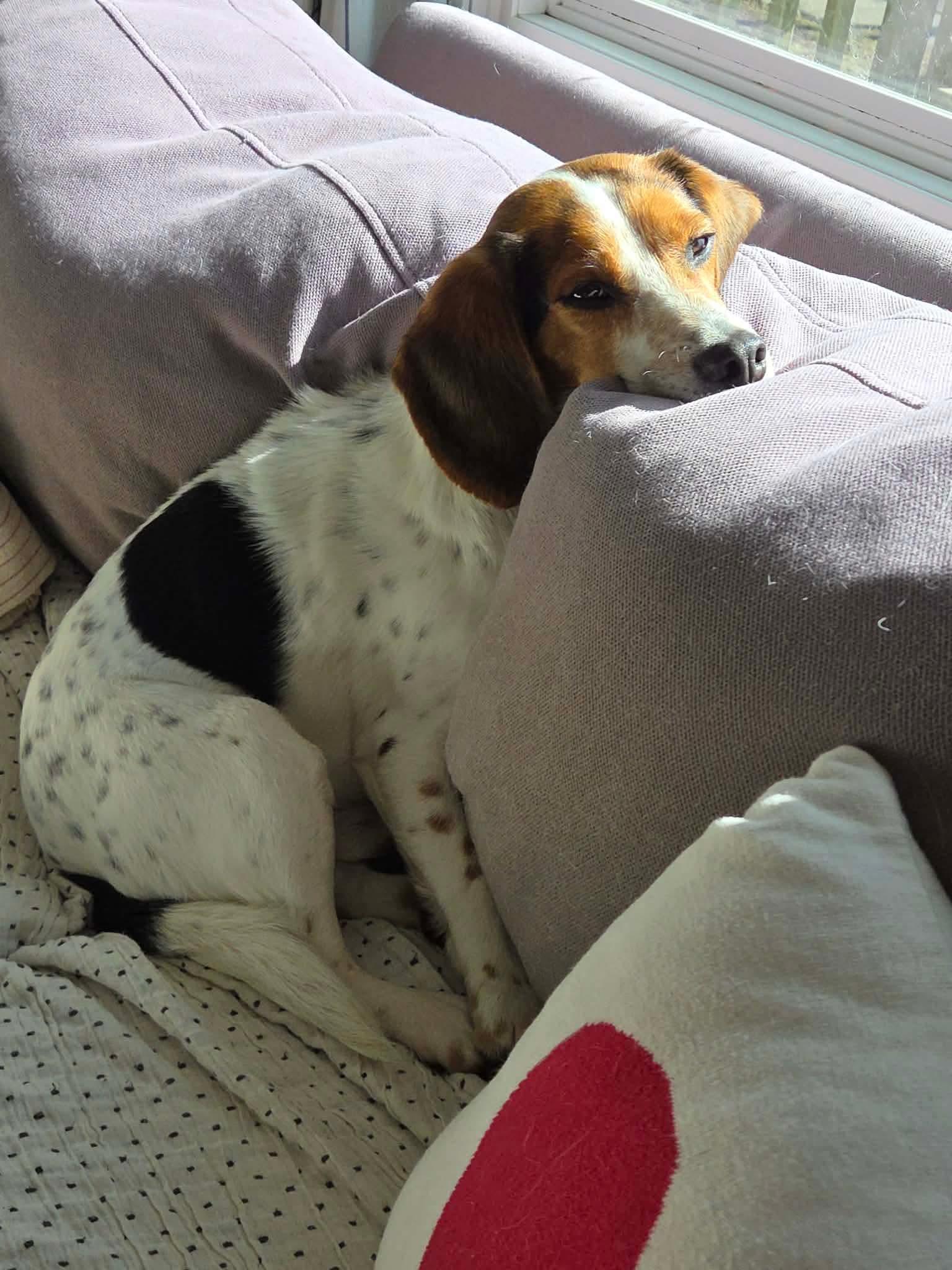 Archie, a Adopted Beagle in Clinton, MI image 1/3