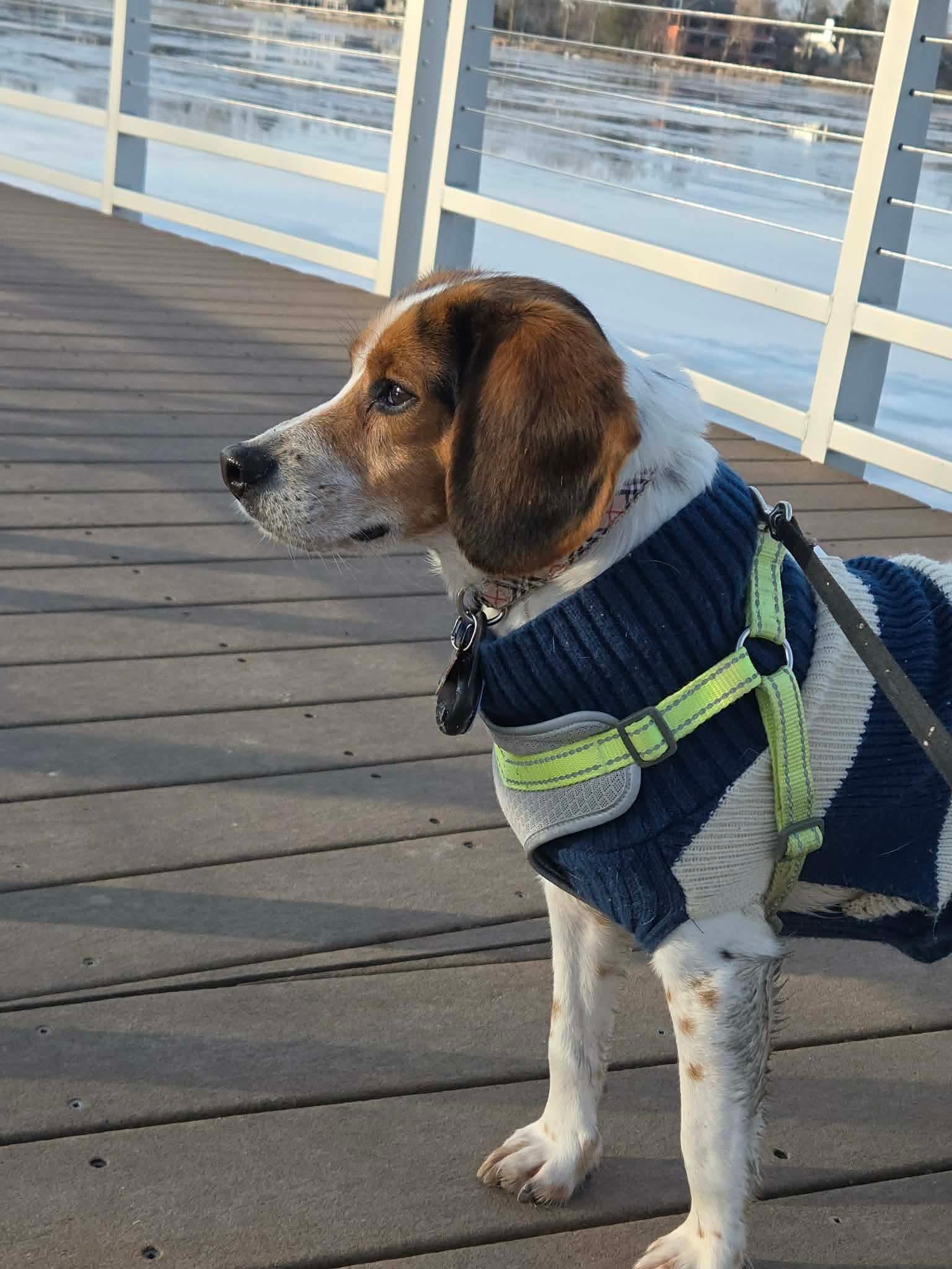 Archie, a Adopted Beagle in Clinton, MI image 2/3