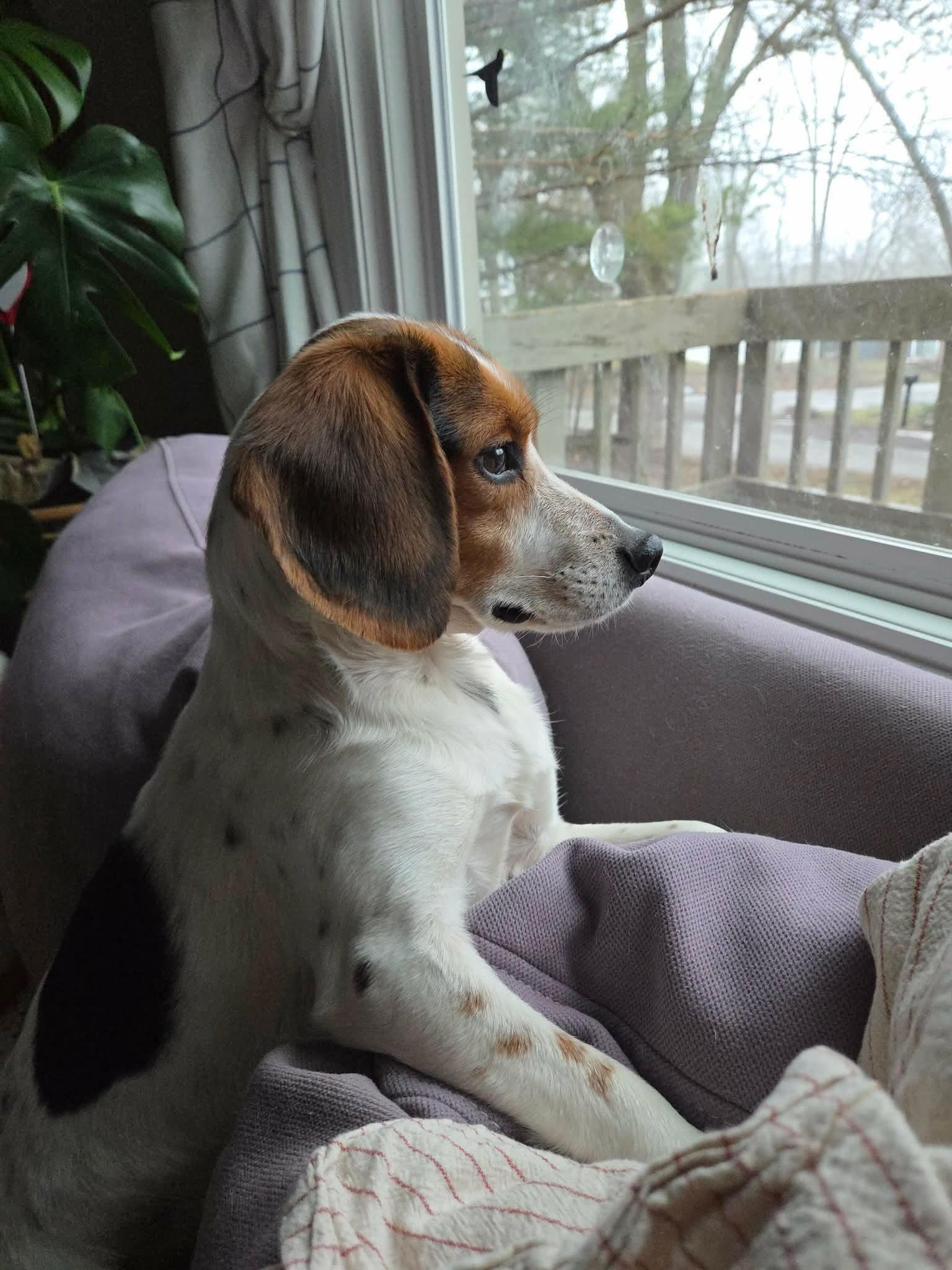 Archie, a Adopted Beagle in Clinton, MI image 3/3