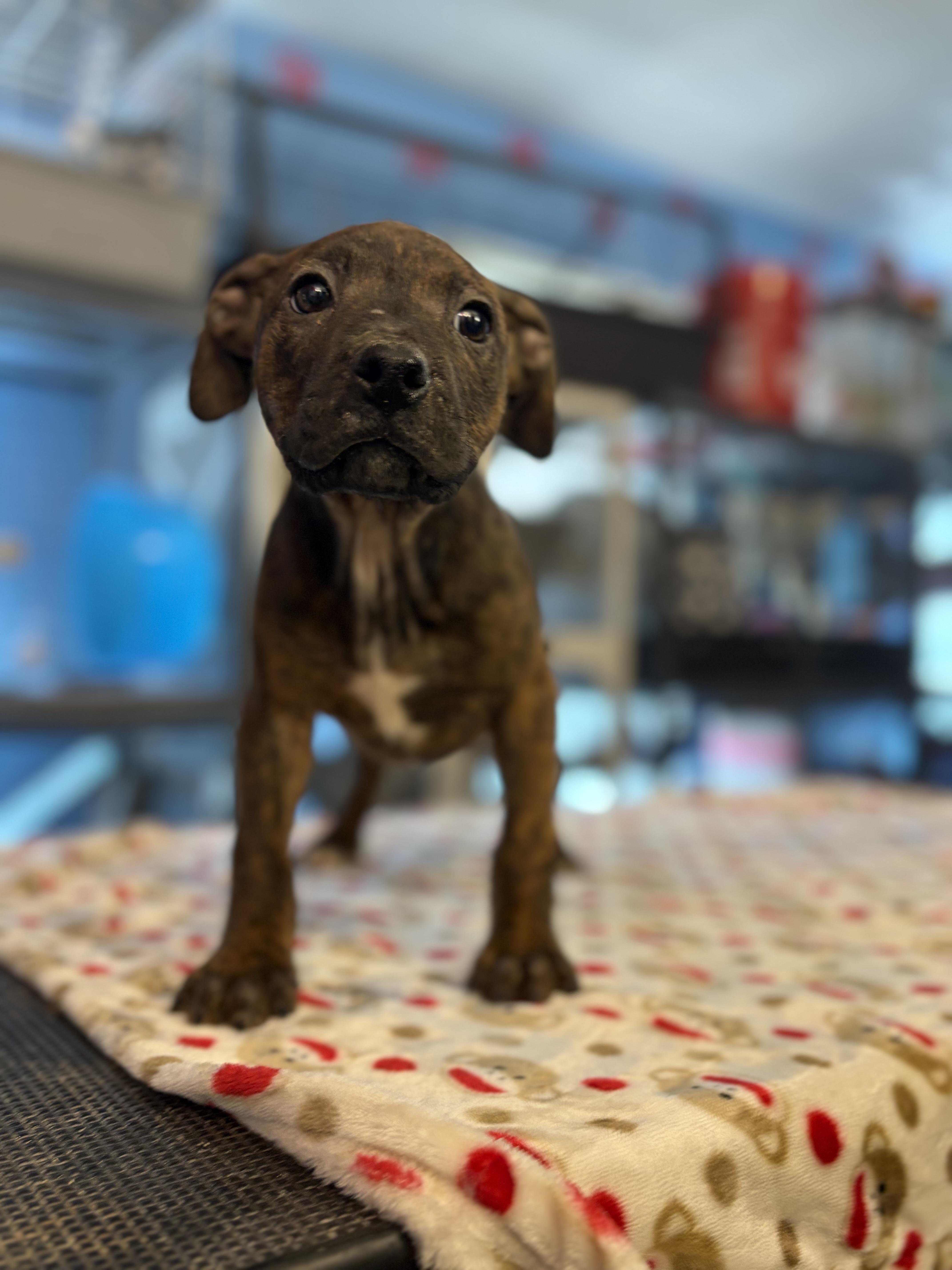 April, adopted, Puppy Female Pit Bull Terrier.