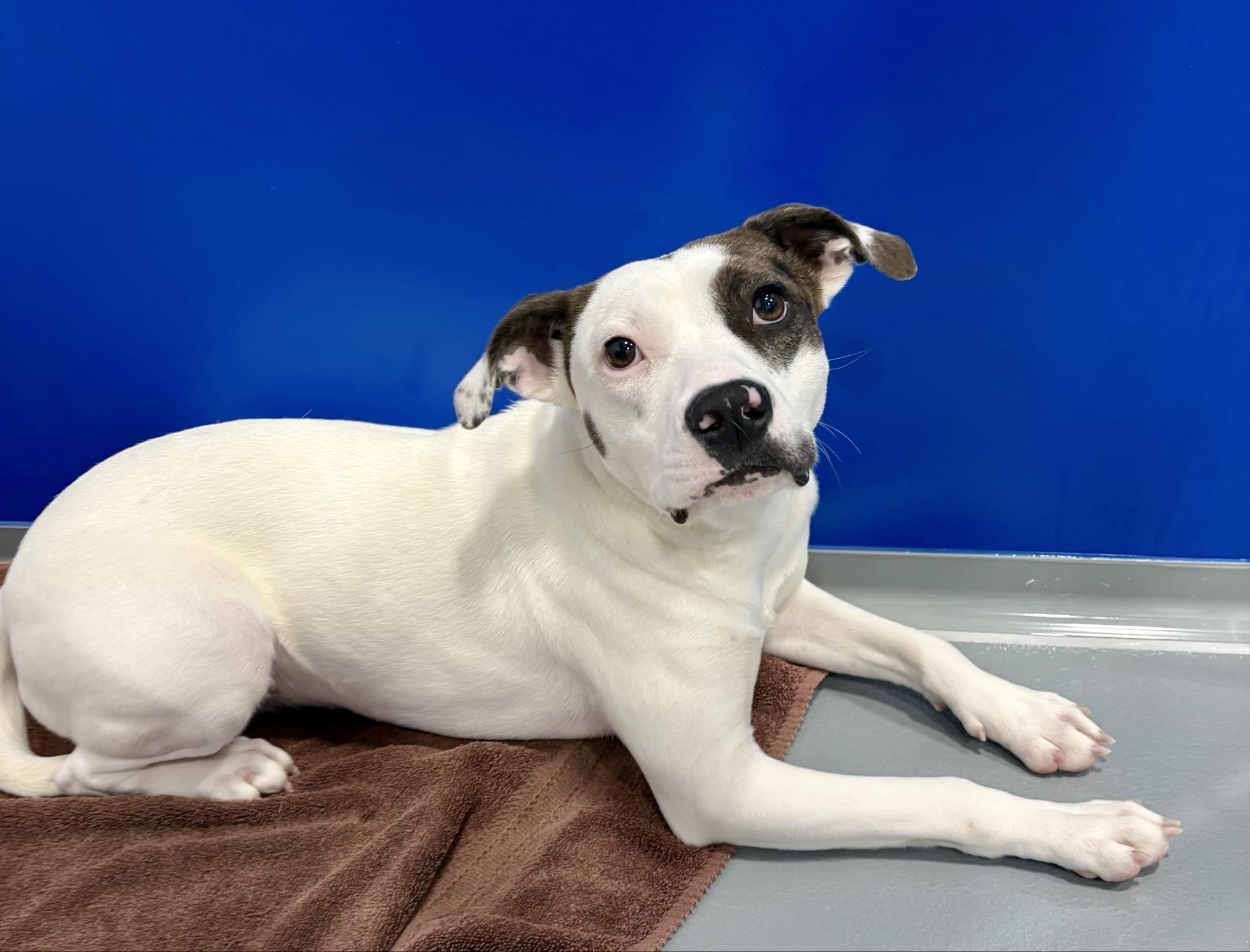 Enlarge Jolene, a Adoptable mixed breed in Kalamazoo, MI image 1/1