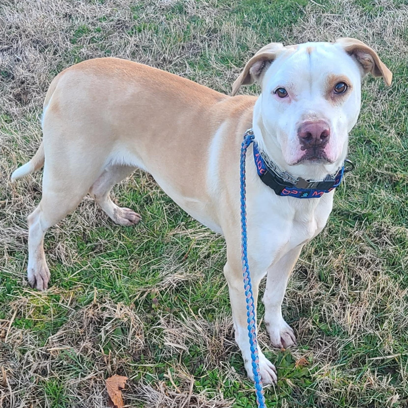Enlarge Crystal, a Adoptable mixed breed in Rochester, WA image 5/6