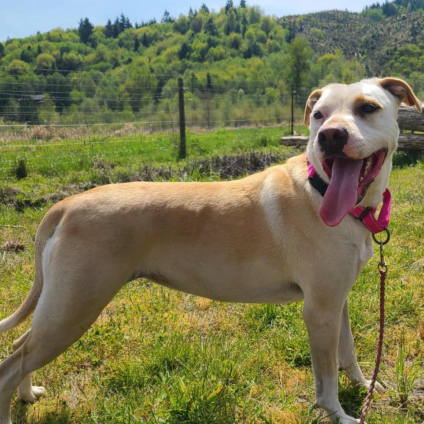 Crystal, Adoptable, Adult Female Pit Bull Terrier & Labrador Retriever.