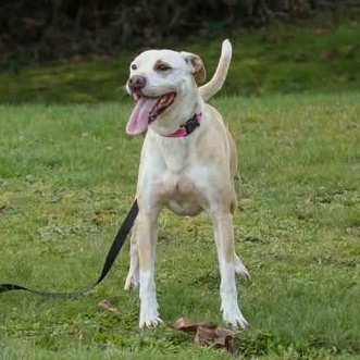 Enlarge Crystal, a hold mixed breed in Rochester, WA image 2/6