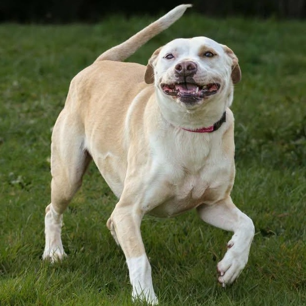 Enlarge Crystal, a hold mixed breed in Rochester, WA image 6/6