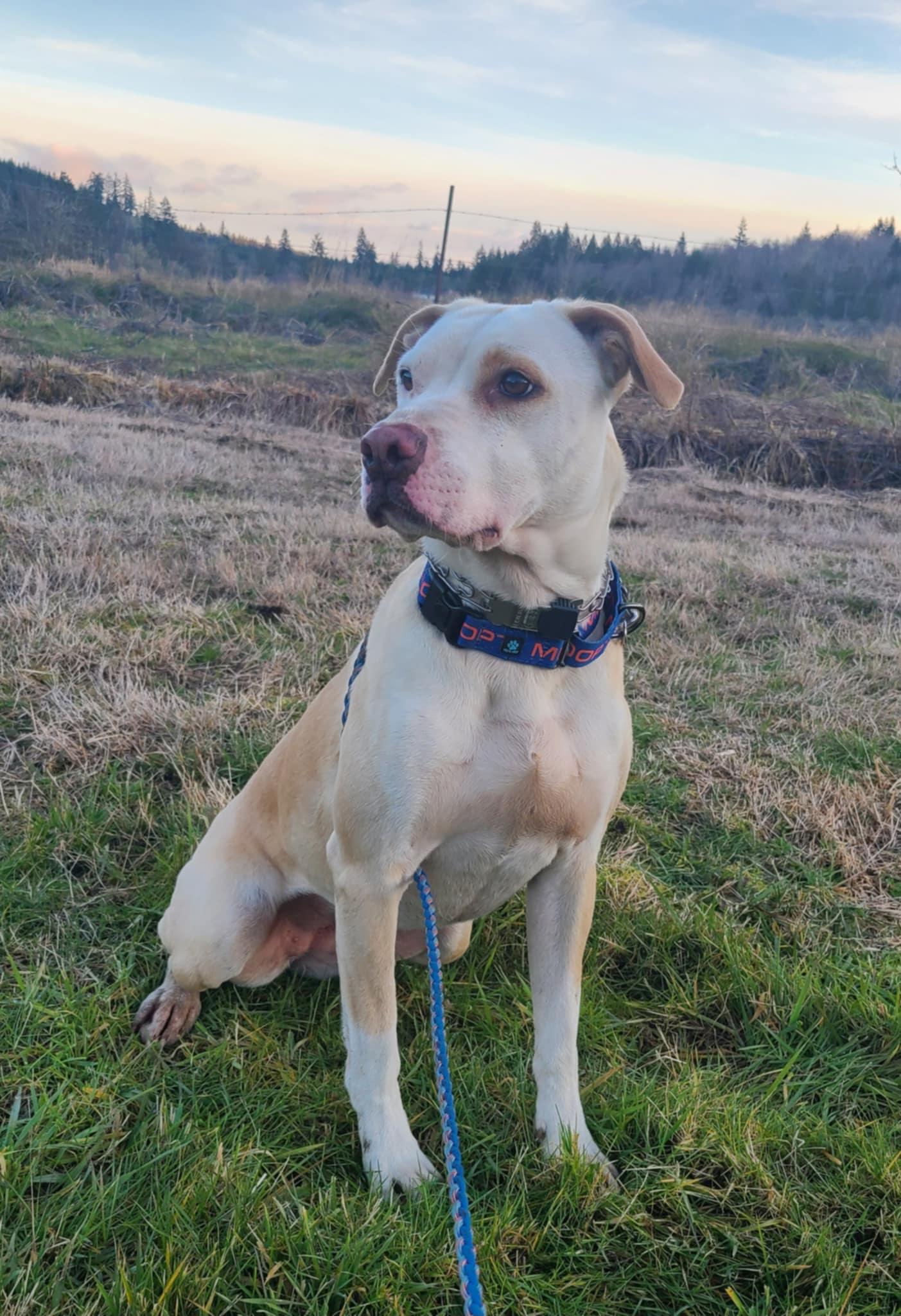 Enlarge Crystal, a Adoptable mixed breed in Rochester, WA image 6/6