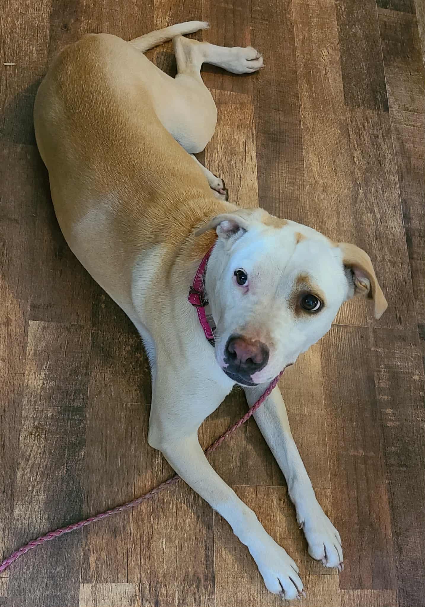 Enlarge Crystal, a Adoptable mixed breed in Rochester, WA image 2/6