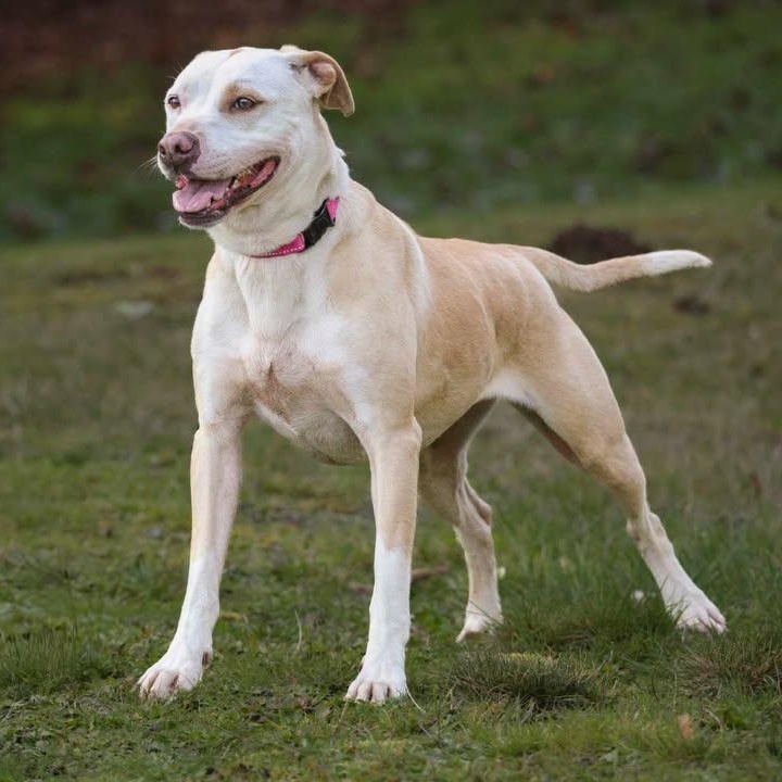 Enlarge Crystal, a hold mixed breed in Rochester, WA image 1/6