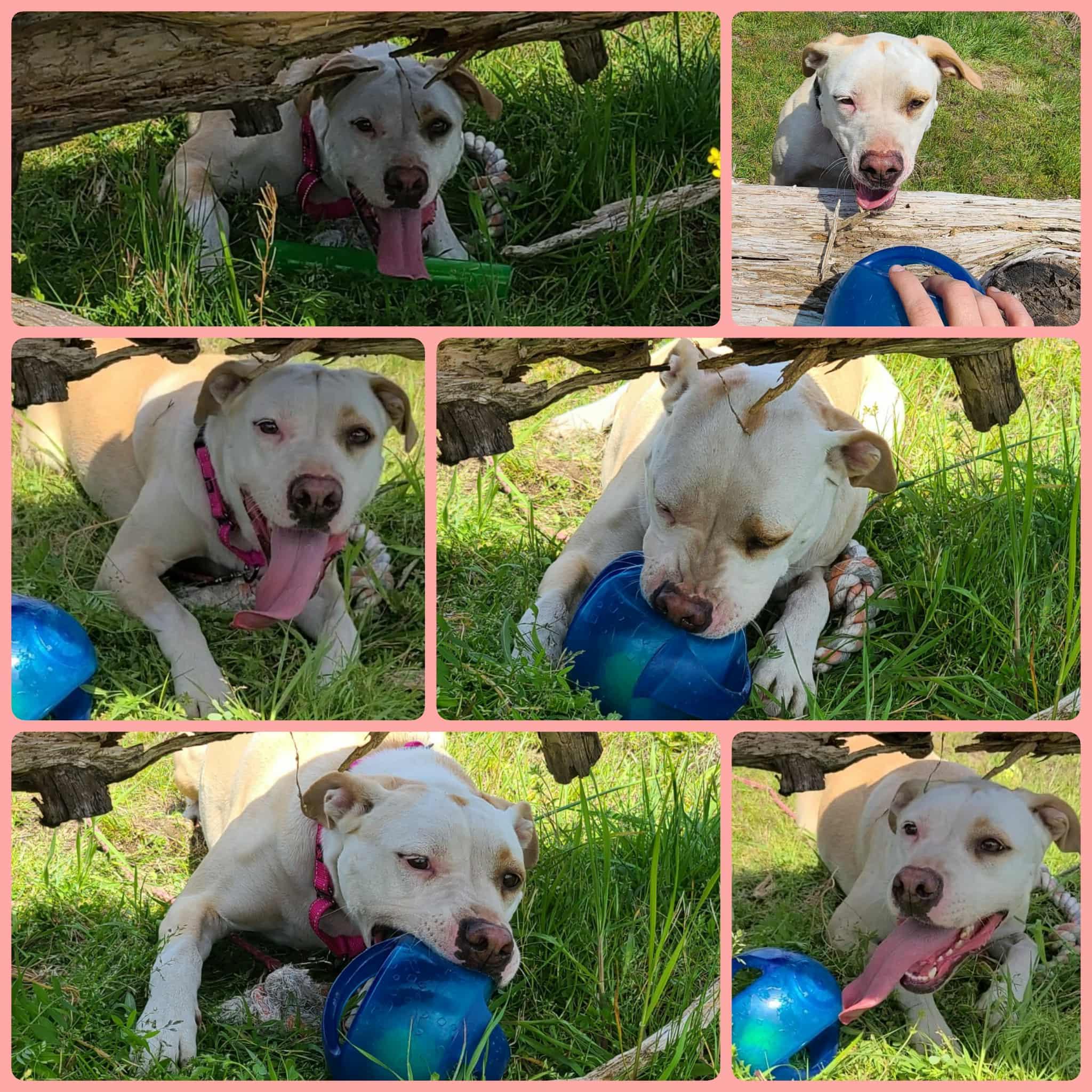 Enlarge Crystal, a Adoptable mixed breed in Rochester, WA image 3/6