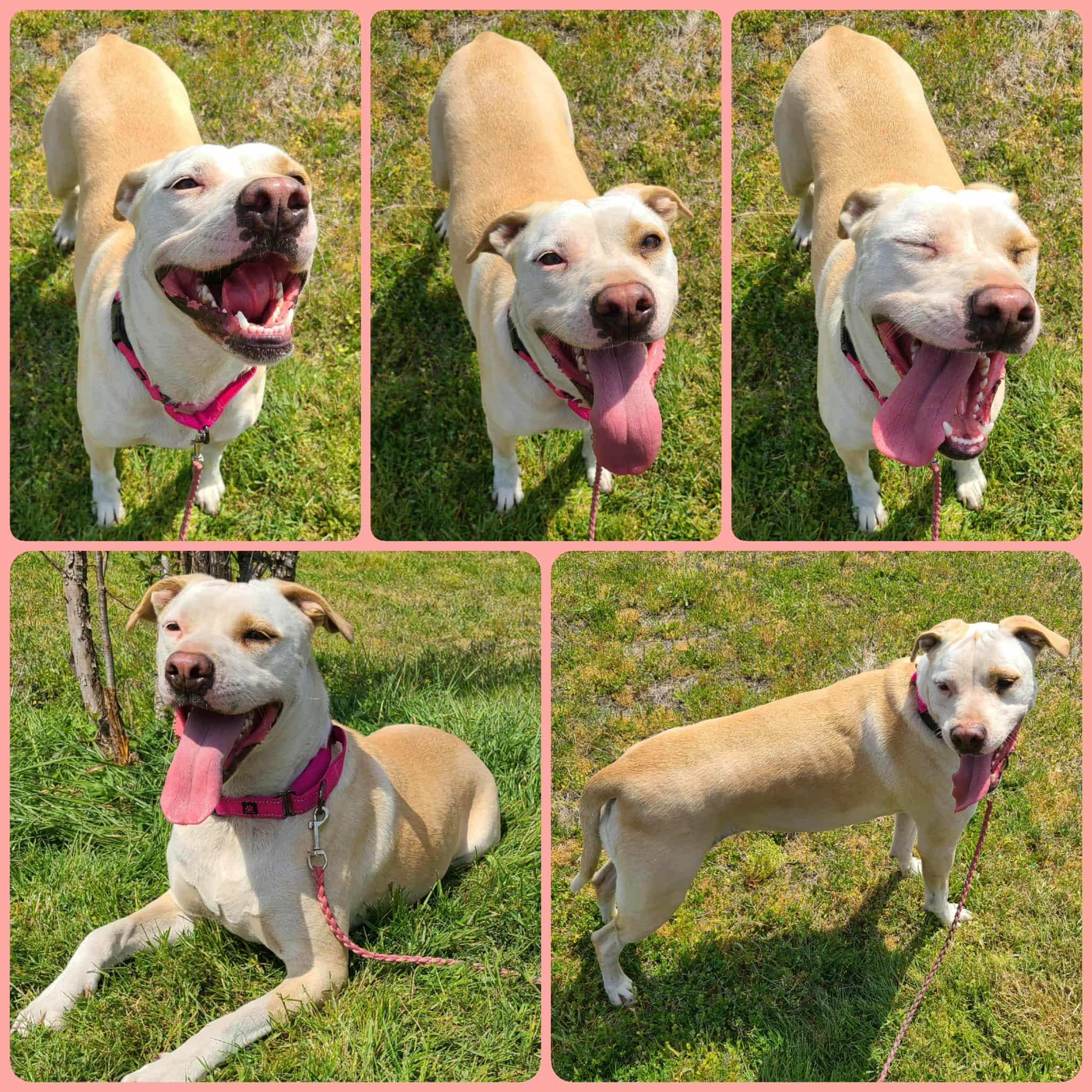 Enlarge Crystal, a Adoptable mixed breed in Rochester, WA image 4/6